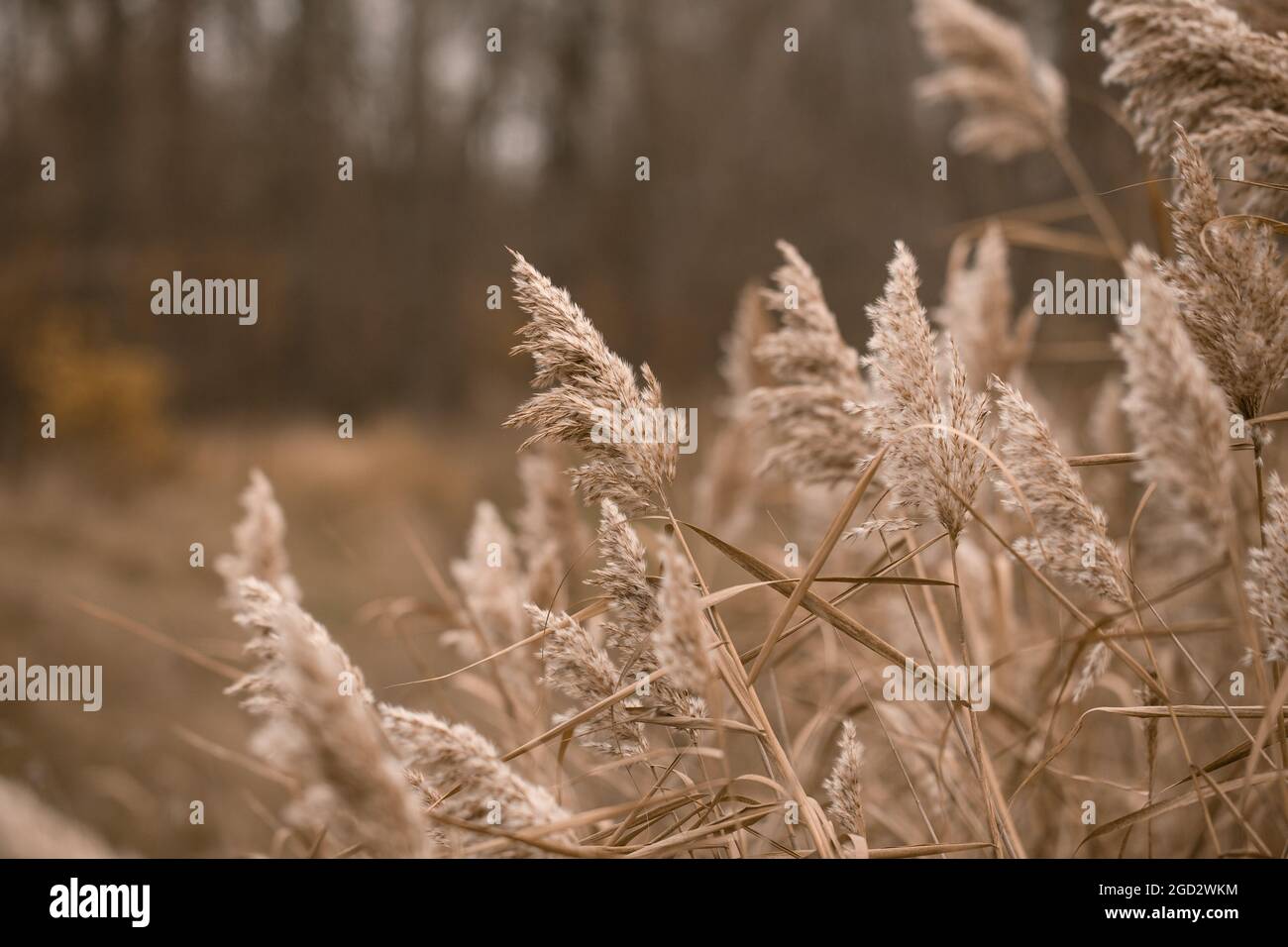 Pampas erba. Paesaggio natura sfondo. Fiori secchi alla luce del sole sul campo. Salpare champagne. Messa a fuoco selettiva Foto Stock