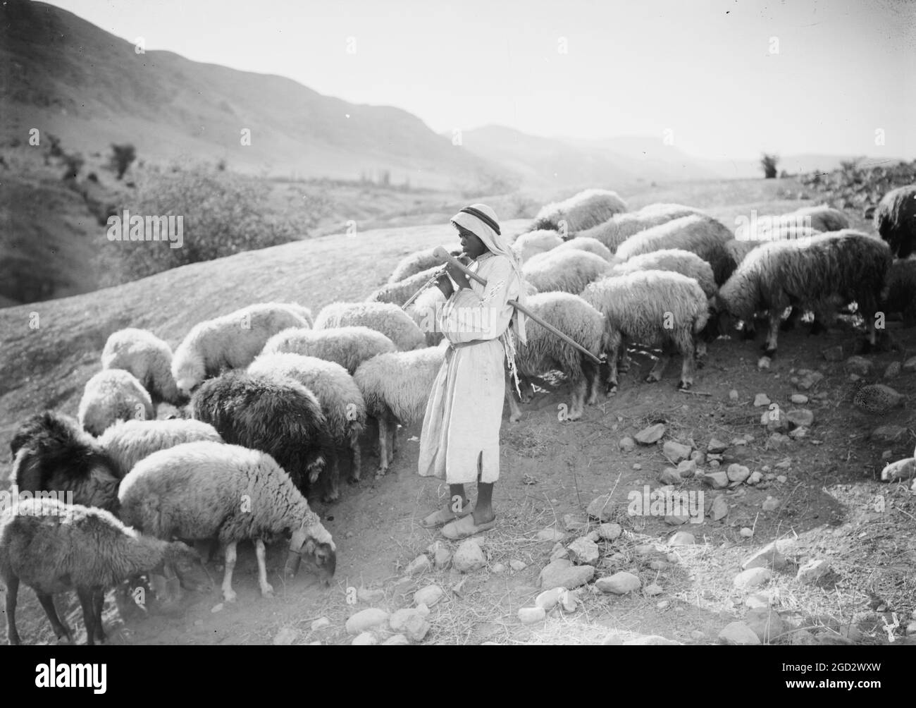 Scena pastorale nella valle del Giordano, pastore ragazzo che gioca alle sue pecore con ciò che sembra essere un flauto ca. 1920 Foto Stock