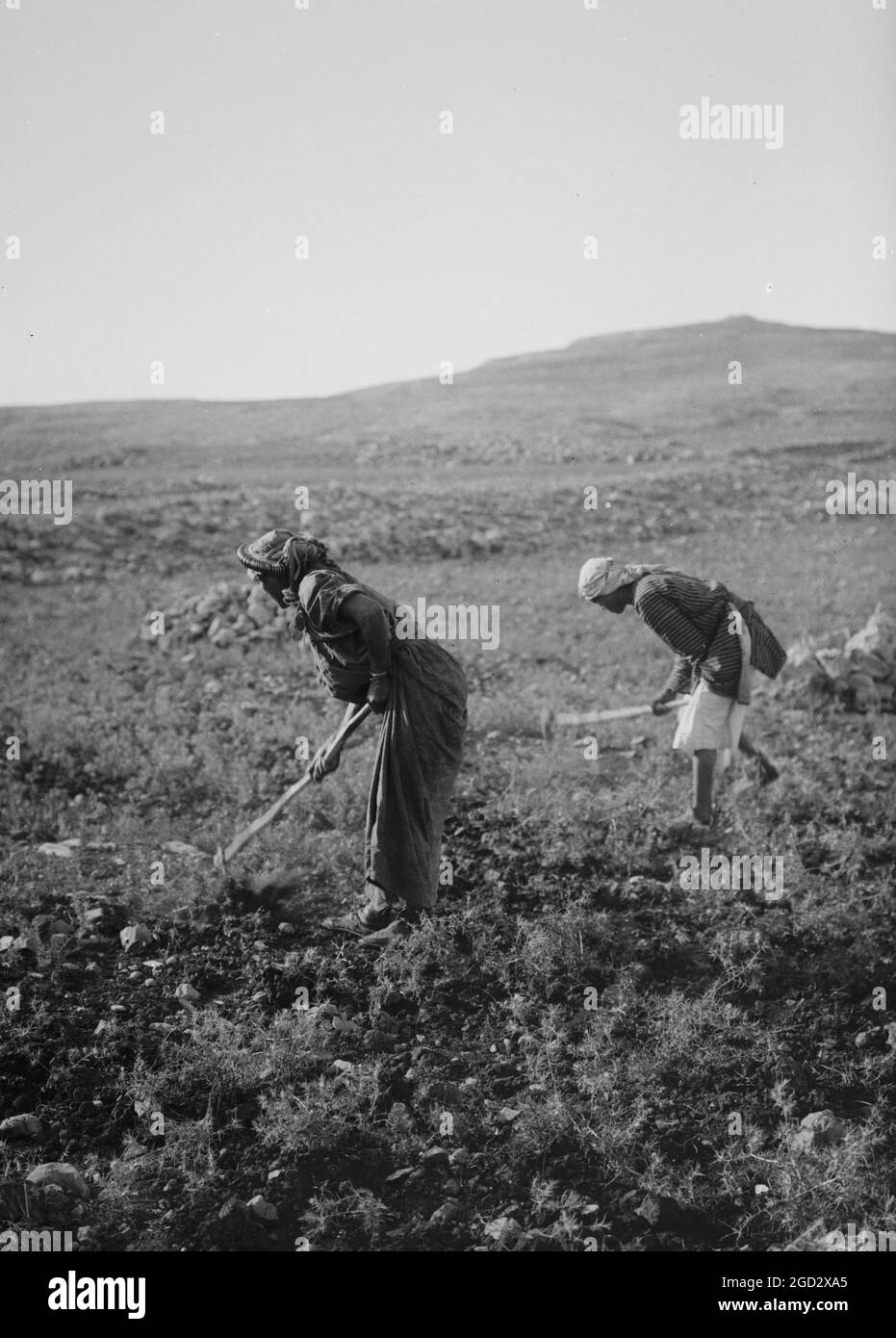 Uomo e donna che arano terra a mano in Israele ca. 1900 Foto Stock