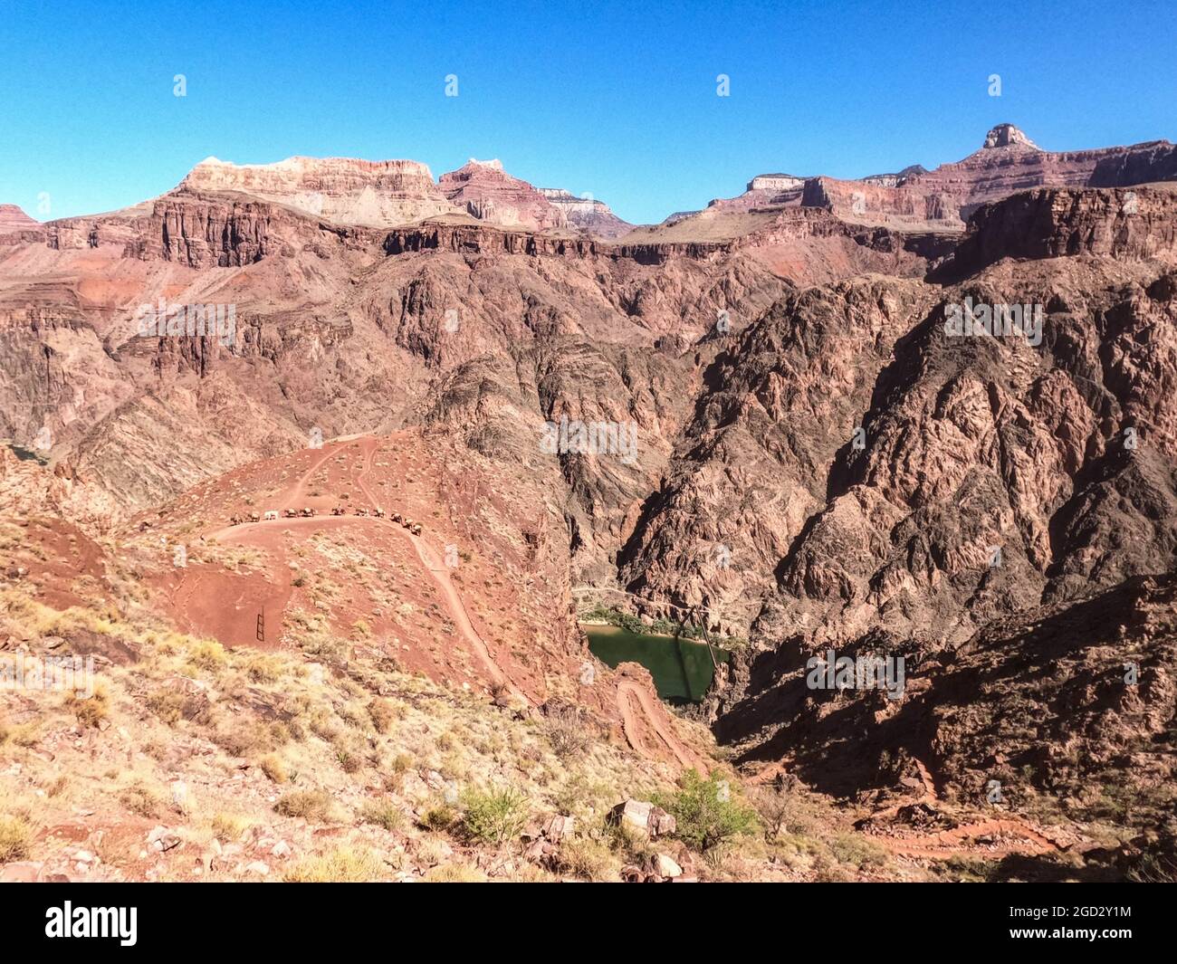Mule train sul Kaibab Trail sopra il fiume Colorado, il Grand Canyon National Park, Arizona, U.S.A Foto Stock