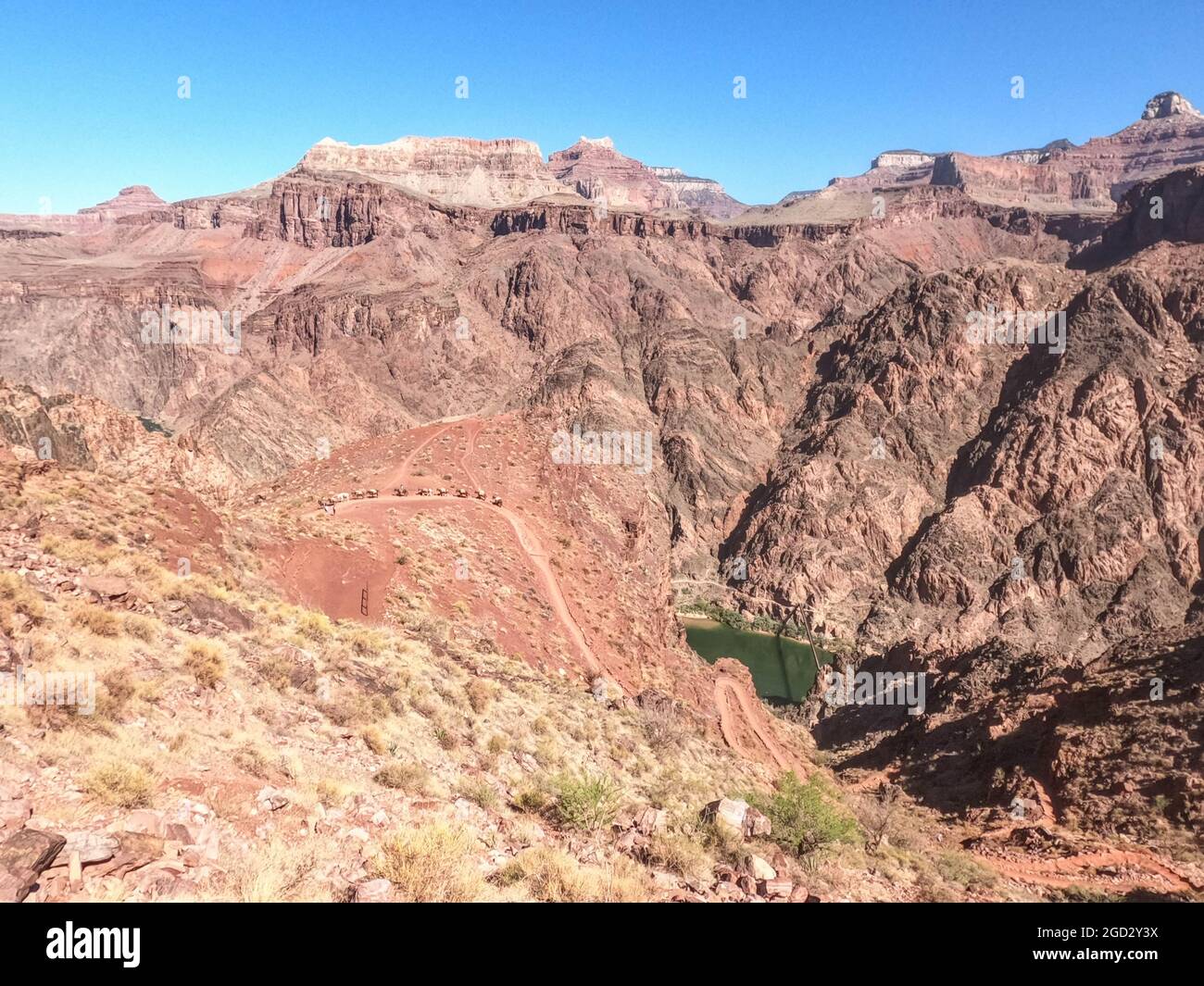 Mule train sul Kaibab Trail sopra il fiume Colorado, il Grand Canyon National Park, Arizona, U.S.A Foto Stock