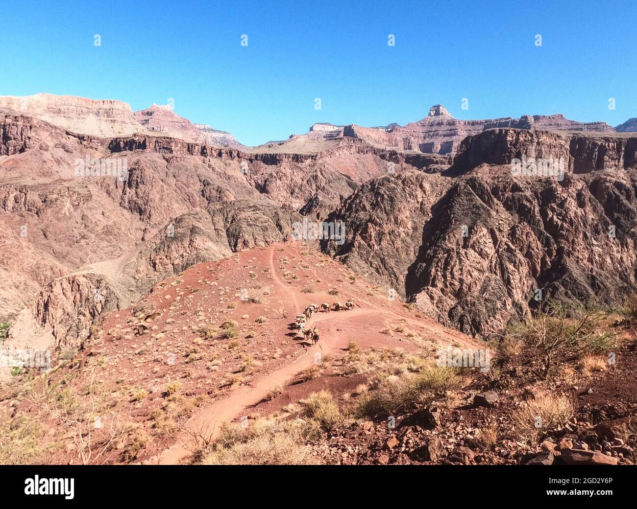 Mule train sul Kaibab Trail sopra il fiume Colorado, il Grand Canyon National Park, Arizona, U.S.A Foto Stock
