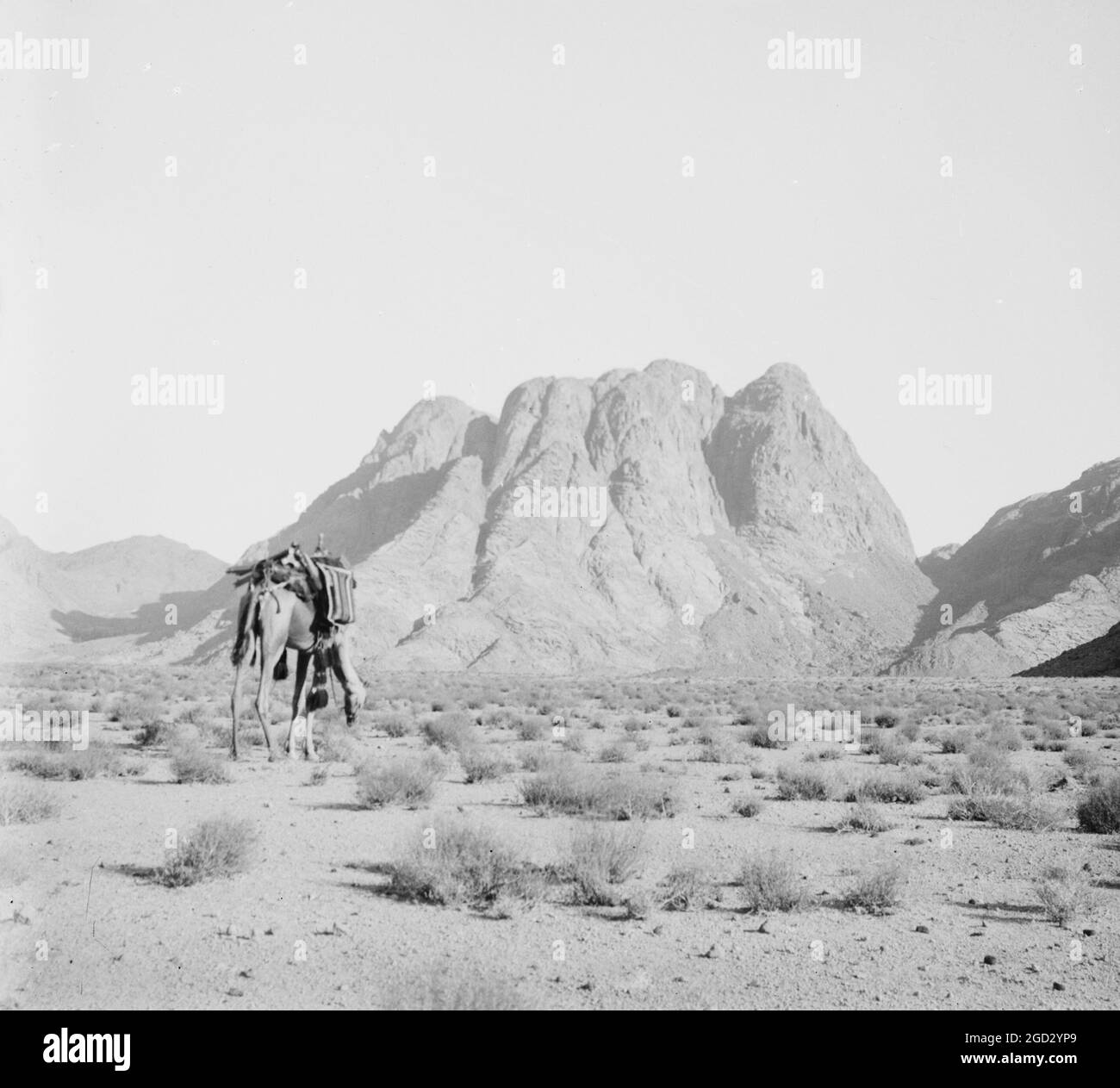 Cammello senza pilota in primo piano con una vista distante di Ras Safsaf ca. 1900 Foto Stock