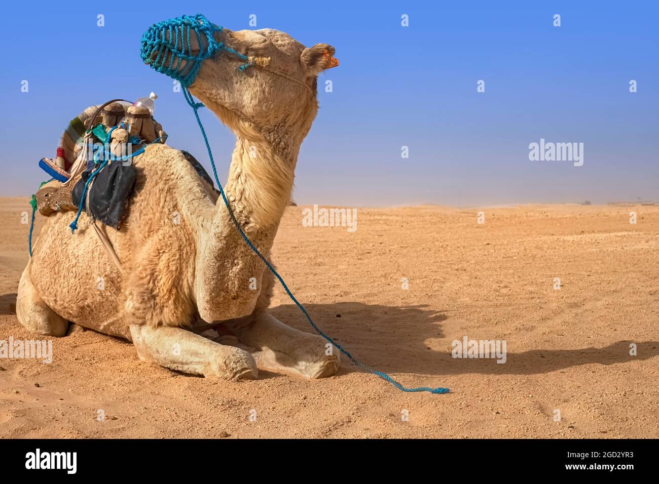 Il cammello del dromedario siede sulla sabbia nel deserto del Sahara, riposante. Foto Stock