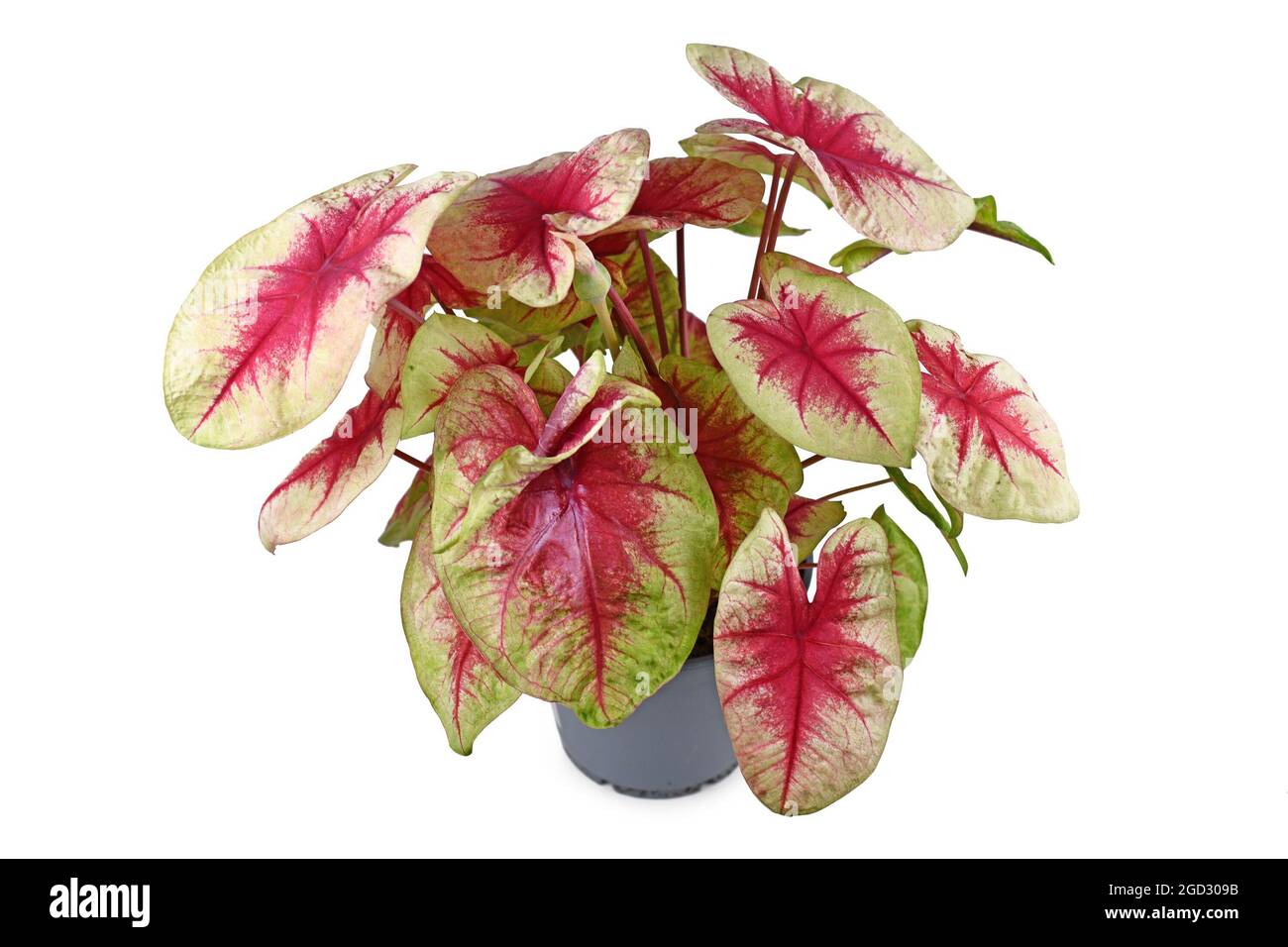 Lussureggiante pianta domestica 'Caladium Limon Blush' con foglie rosa in vaso di fiori isolato su sfondo bianco Foto Stock