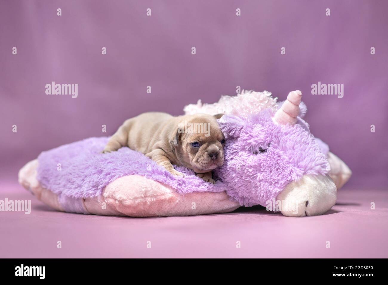 Piccolo cucciolo francese di cane Bulldog giacente su morbido unicorno viola peluche Foto Stock