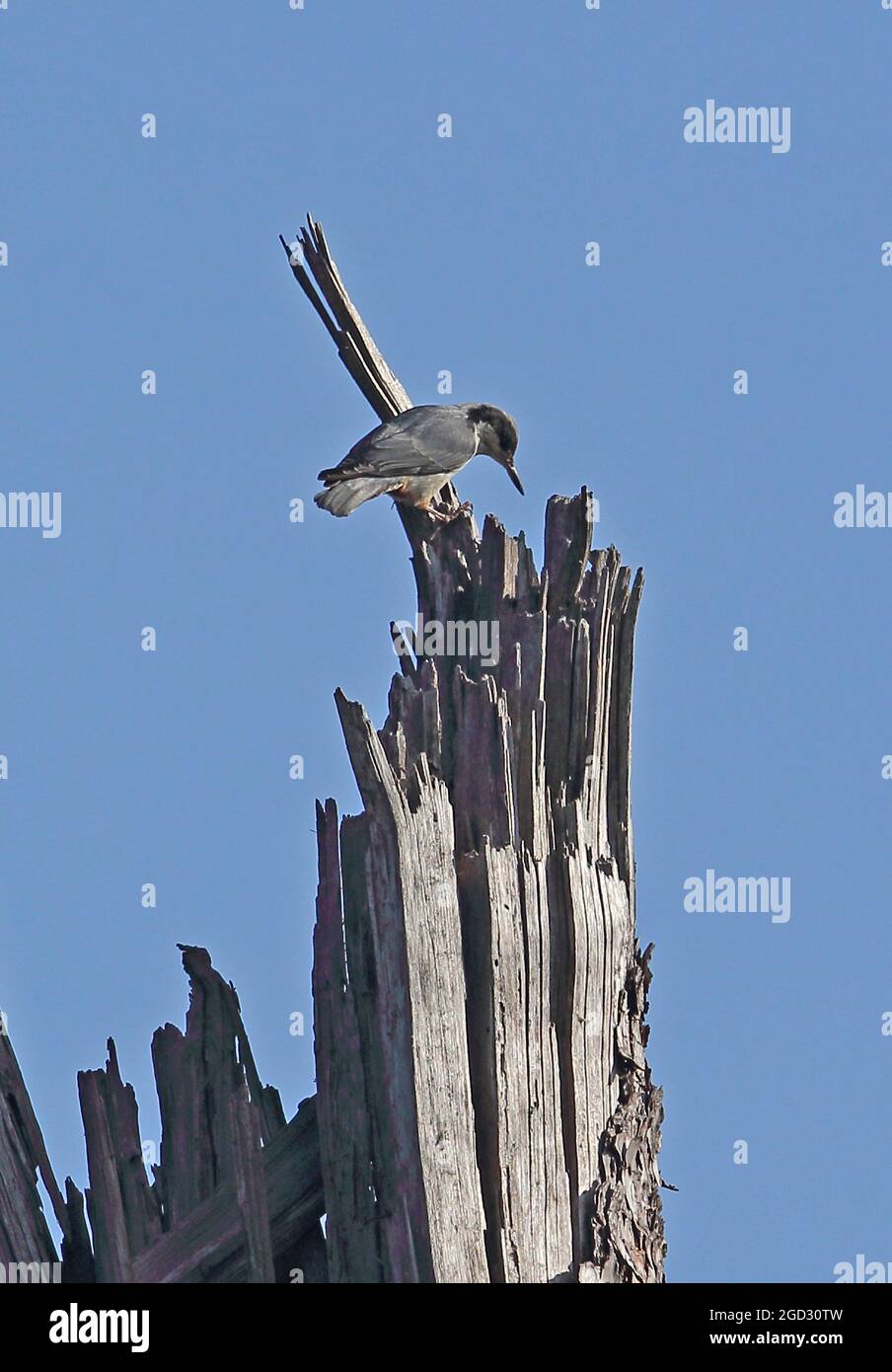 Nuthatch gigante (Sitta magna magna) adulto arroccato su albero morto Doi Lang, Thailandia Novembre Foto Stock