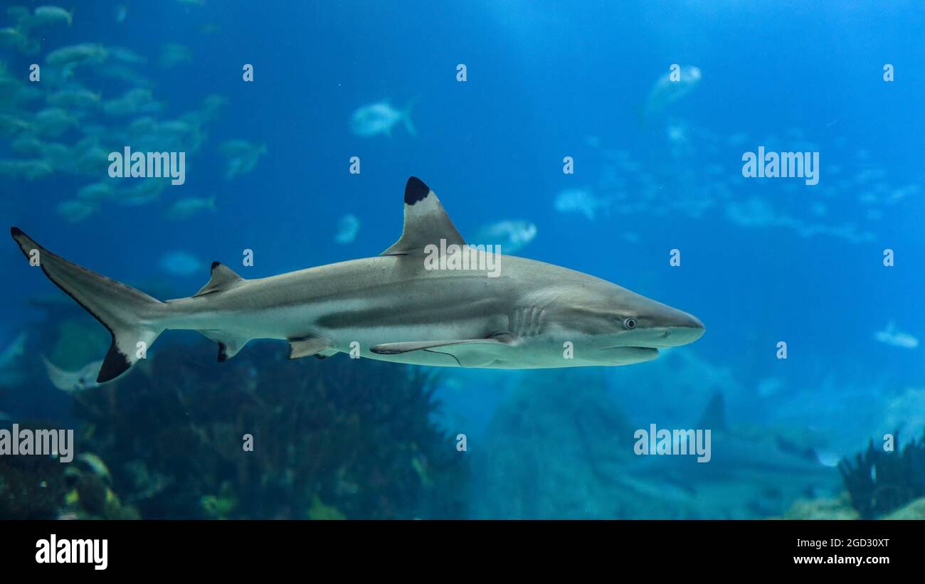 Closeup dello squalo nero. Acquario, foto Foto Stock