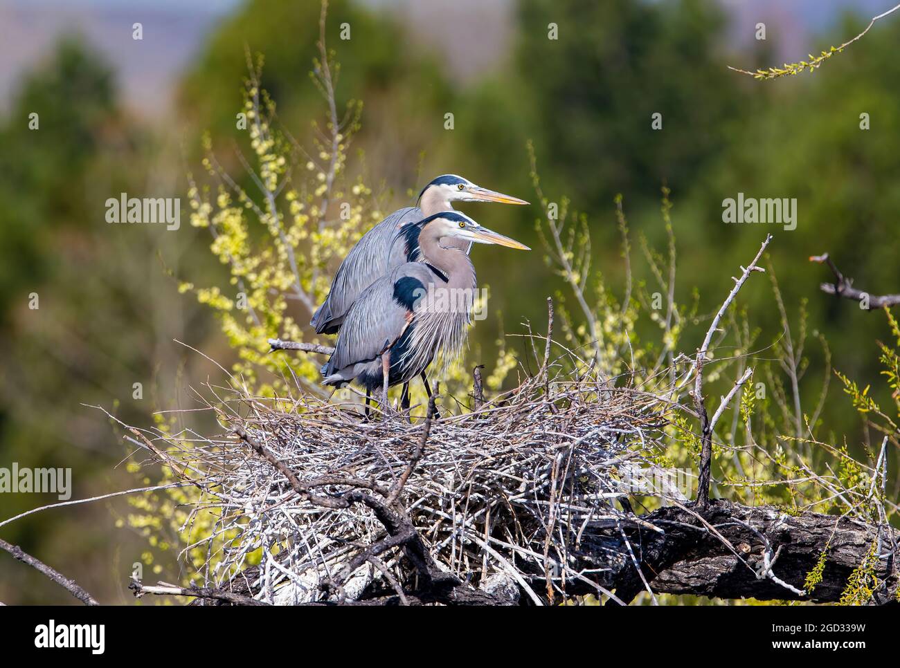 Un bel profilo laterale di due grandi aironi blu strettamente allineati nel loro nido e visto da vicino. Foto Stock