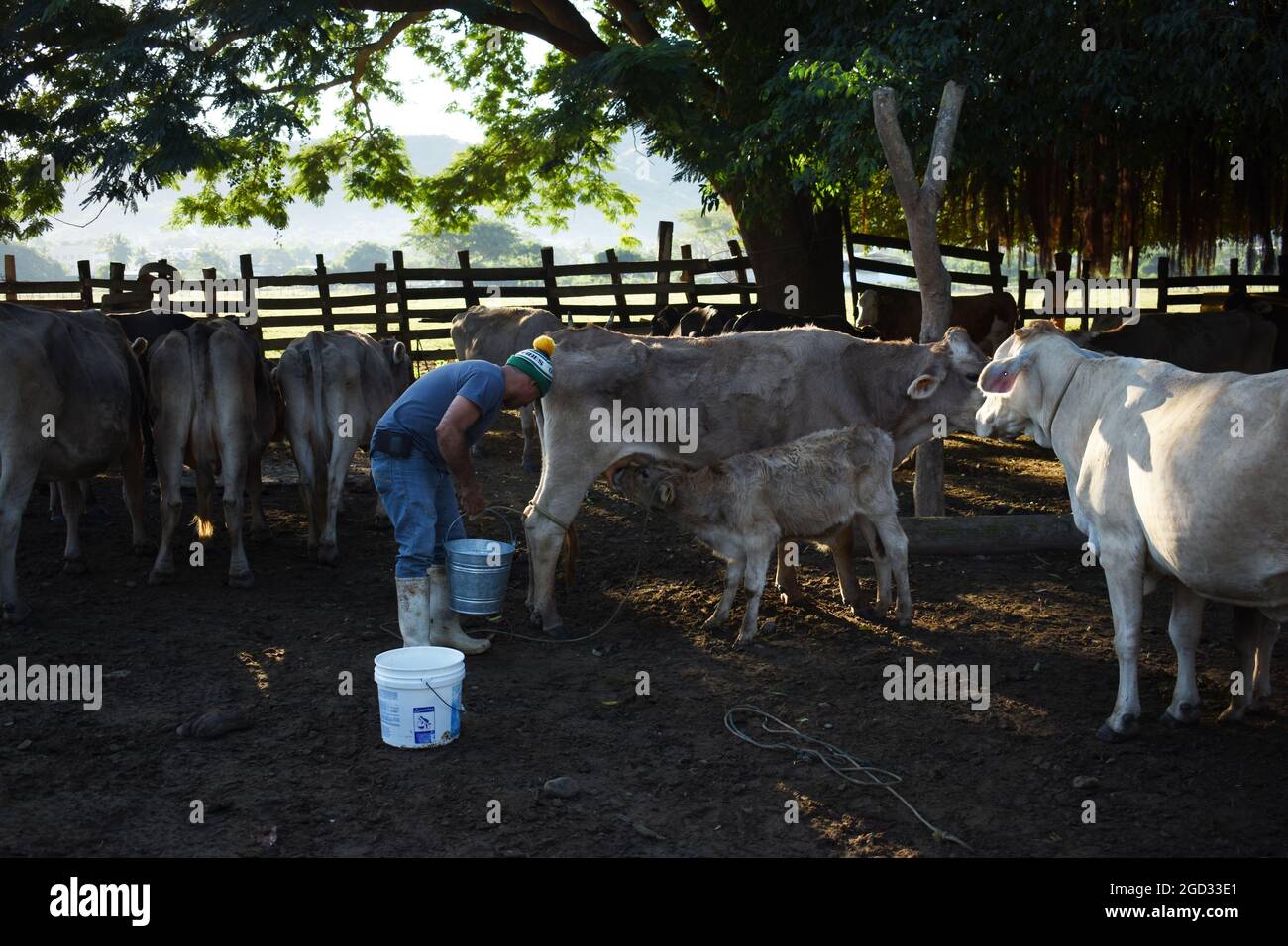 Il contadino di mungere una mucca Foto Stock