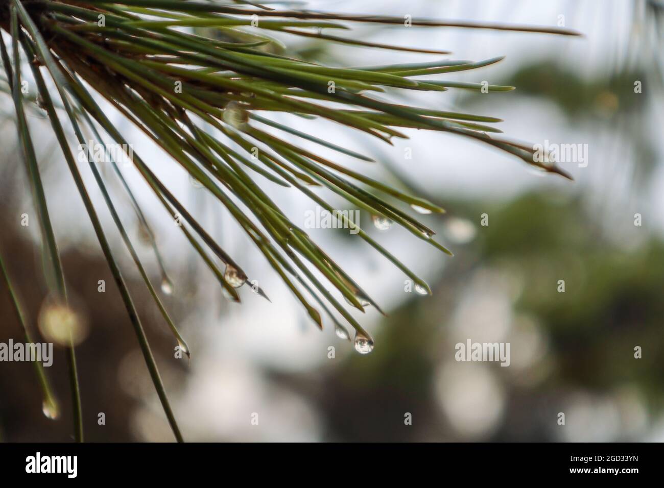 Macro gocce d'acqua piovana su aghi verdi di pino abete con sfondo naturale bokeh sfocato Foto Stock