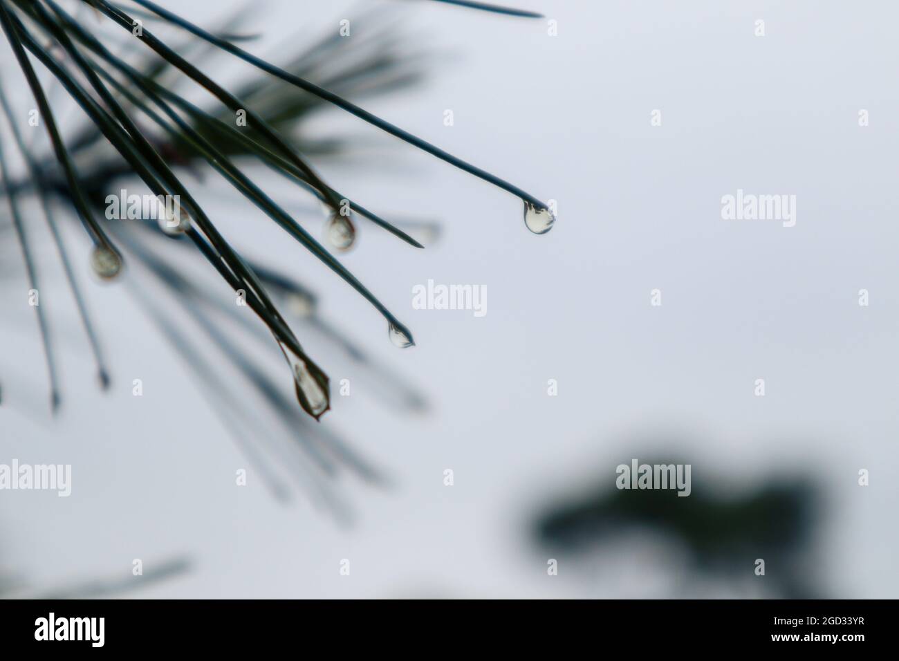 Primo piano gocce d'acqua piovana su aghi verdi di pino abete con sfondo naturale bokeh sfocato. Tonalità fredda Foto Stock