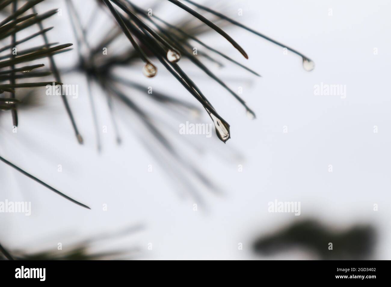 Macro gocce d'acqua piovana su aghi verdi di pino abete con sfondo naturale bokeh sfocato. Grigio incolore nebbia tempo Foto Stock