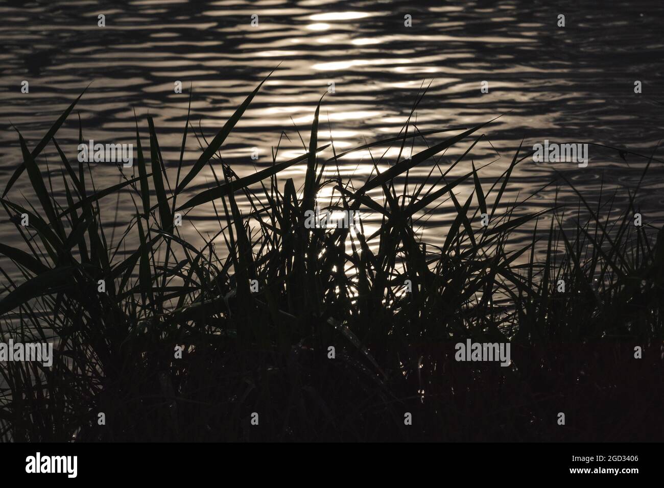 Motivo metallico della superficie dell'acqua ondulata. Acqua splendente con riflessi e silhouette di cannucce in erba scura. Primo piano della texture delle onde Foto Stock