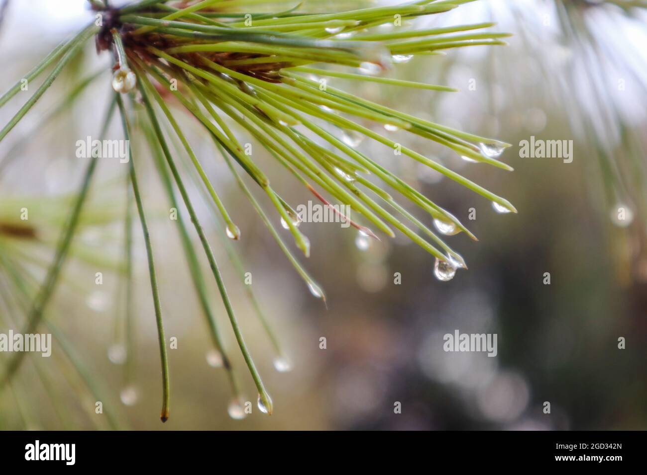 Primo piano gocce d'acqua piovana su aghi di pino verde chiaro con sfondo naturale bokeh sfocato. Dopo la pioggia estiva Foto Stock