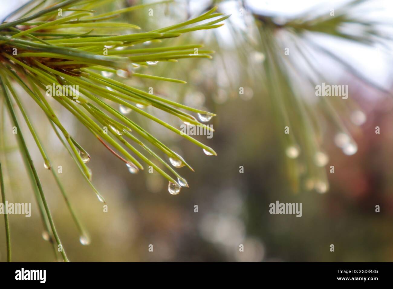 Macro gocce d'acqua piovana su aghi di pino verde chiaro con sfondo naturale bokeh sfocato con spazio di copia. Dopo la calda pioggia estiva Foto Stock
