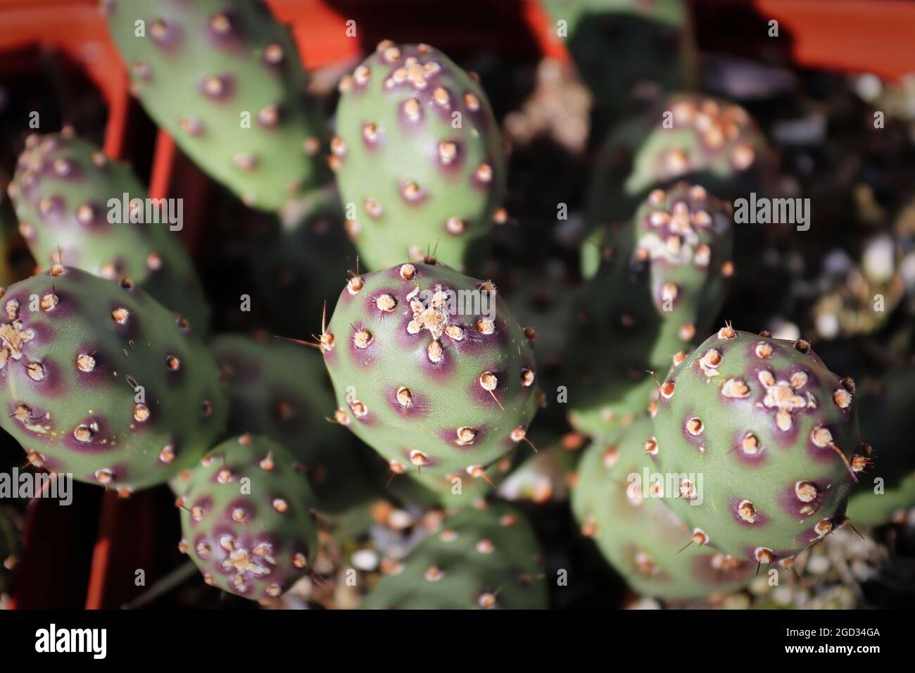 Primo piano delle piastre su un Cactus Prickly Pear Foto Stock