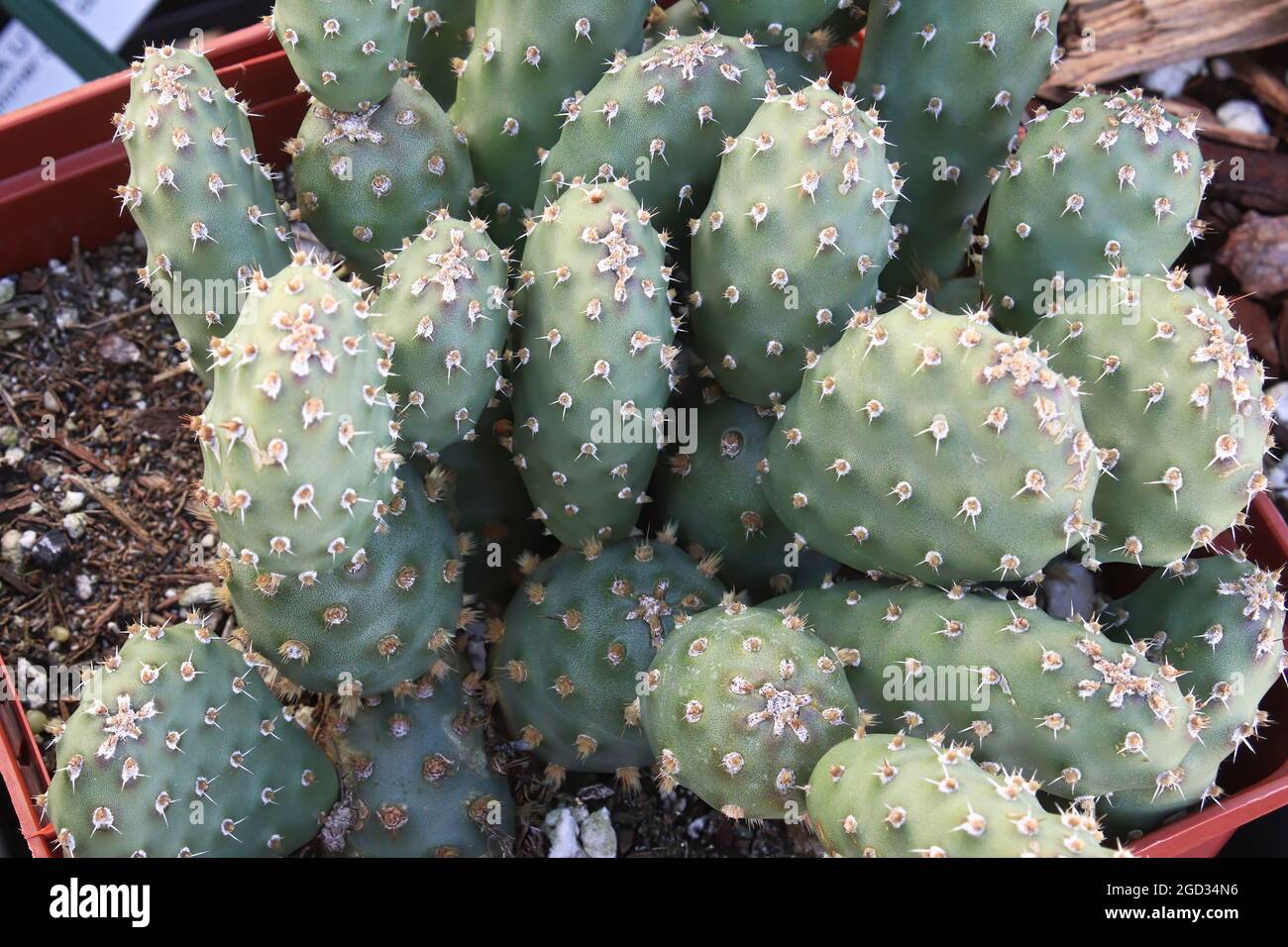 Primo piano delle piastre su un Cactus Prickly Pear Foto Stock