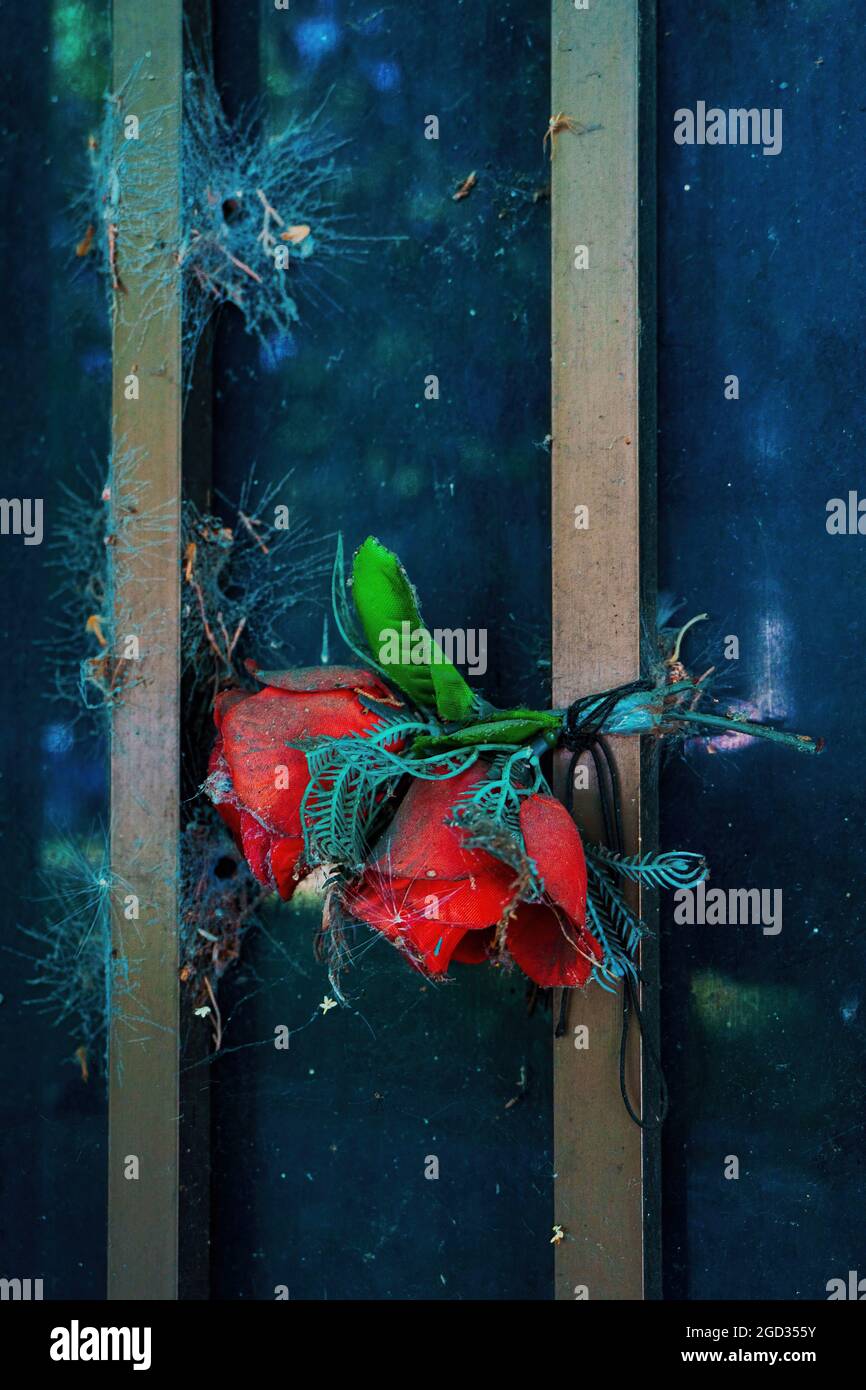 Rosa d'amore dimenticato dietro le sbarre Foto Stock