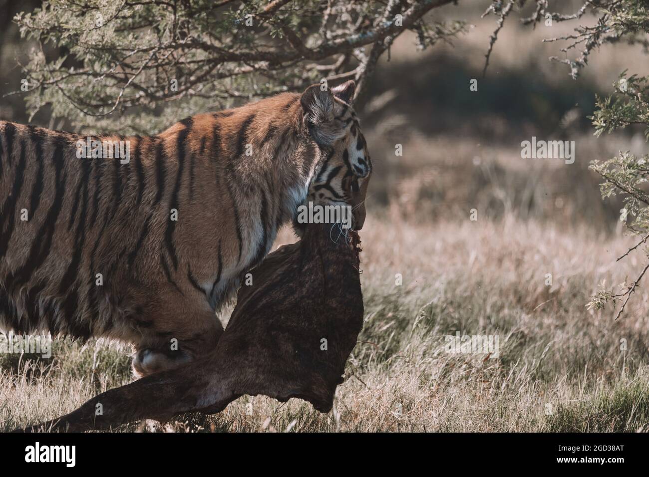 Tiger che cammina con la sua cattura. Foto Stock