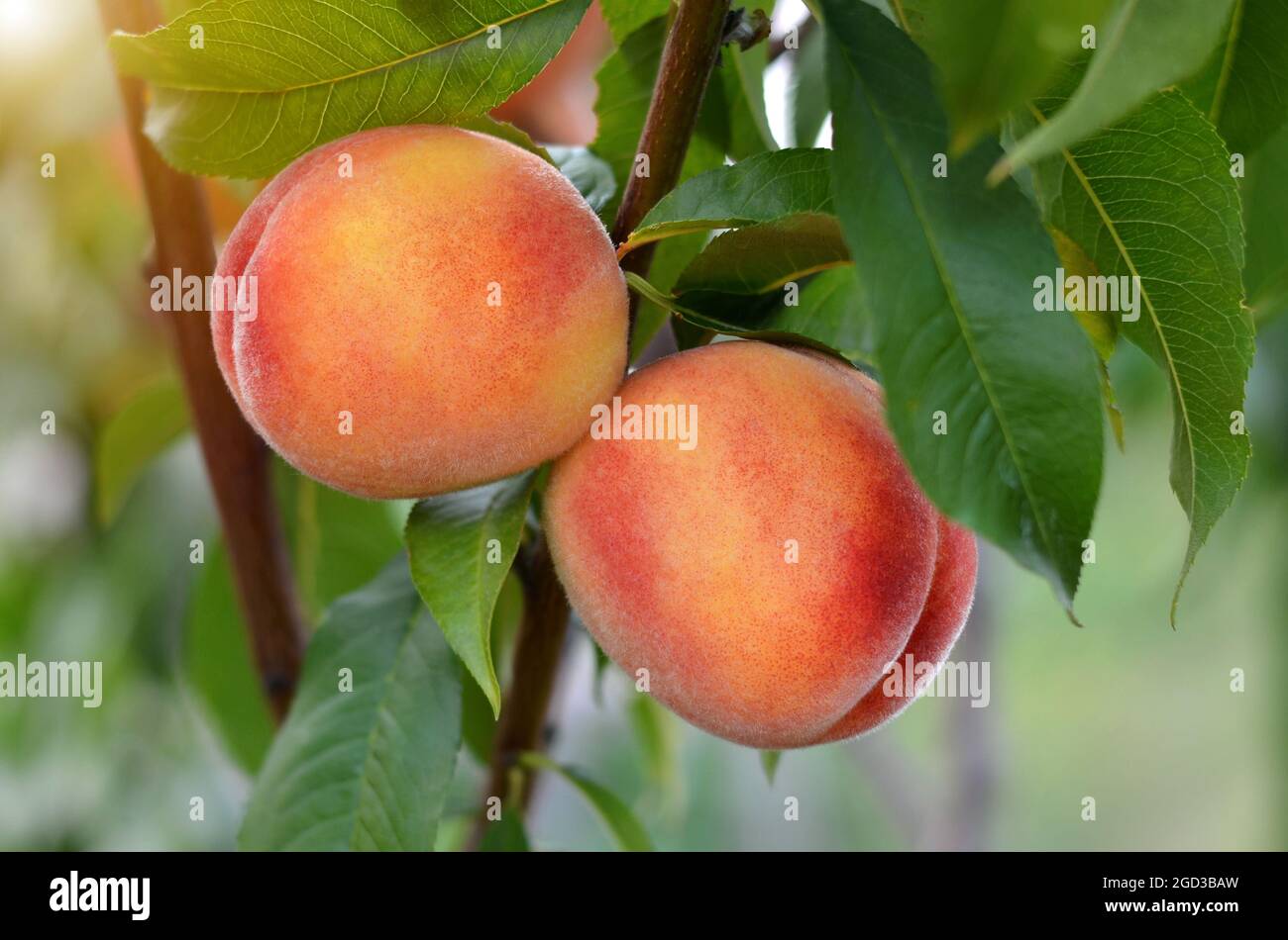 Due pesche succose mature su un ramo nel giardino. Concetto di crescita del proprio cibo organico. Foto Stock