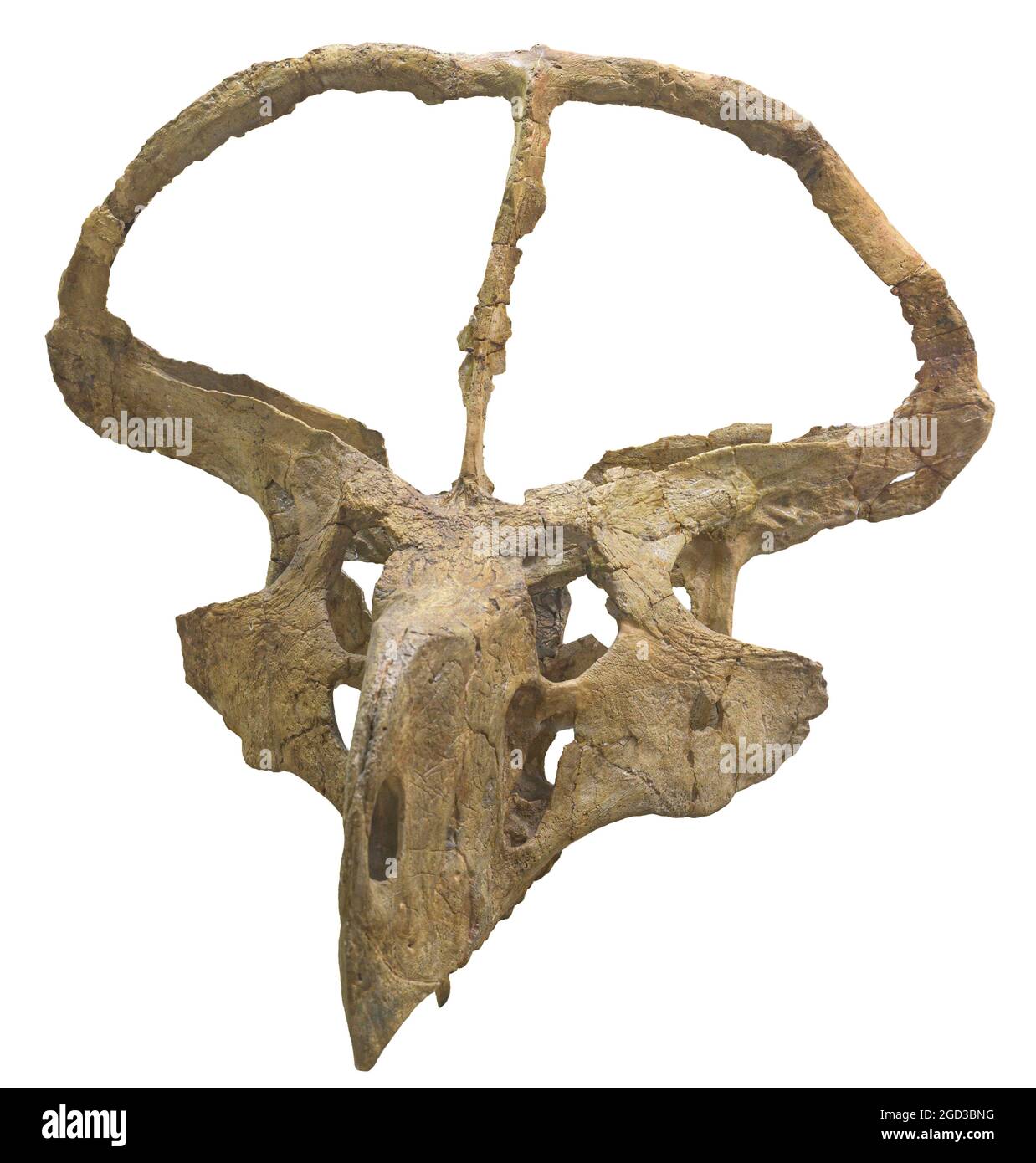 Protoceratops andrewsi - dinosauro erbivoro ceratopsiano, membro dei Protoceratopsidae Foto Stock