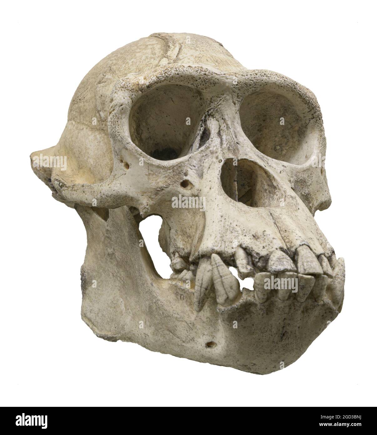 Cranio dello scimpanzé (Pan troglodytes), noto anche come lo scimpanzé comune, o semplicemente scimpanzé Foto Stock