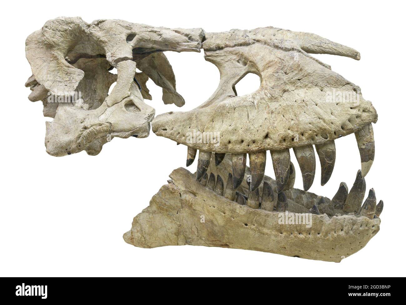Tarbosaurus bataar - dinosauro tirannosauride, periodo tardo Cretaceo Foto Stock