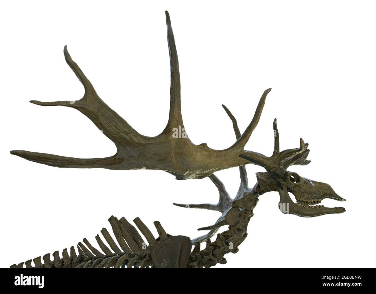 L'alco irlandese (Megaloceros giganteus), detto anche cervo gigante o cervo irlandese, è una specie estinta di cervo del genere Megaloceros. Foto Stock