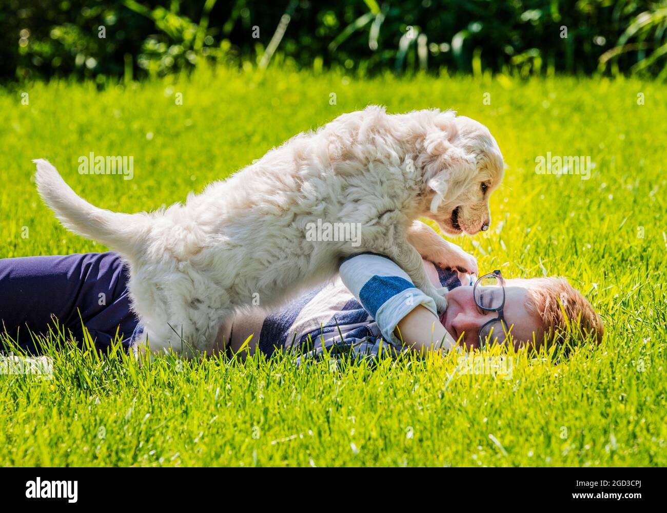 Ragazzo giovane che gioca sull'erba con sei settimane di platino, o Cream Coloured Golden Retriever cuccioli. Foto Stock