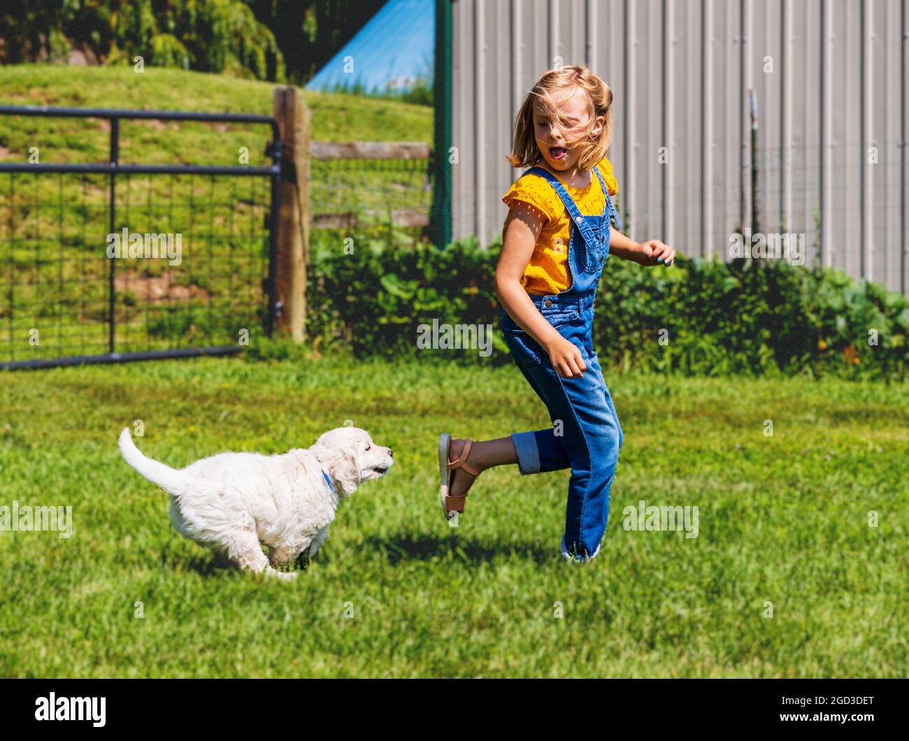 Giovane ragazza che gioca su erba con sei settimane di età Platinum, o Cream Coloured Golden Retriever cuccioli. Foto Stock