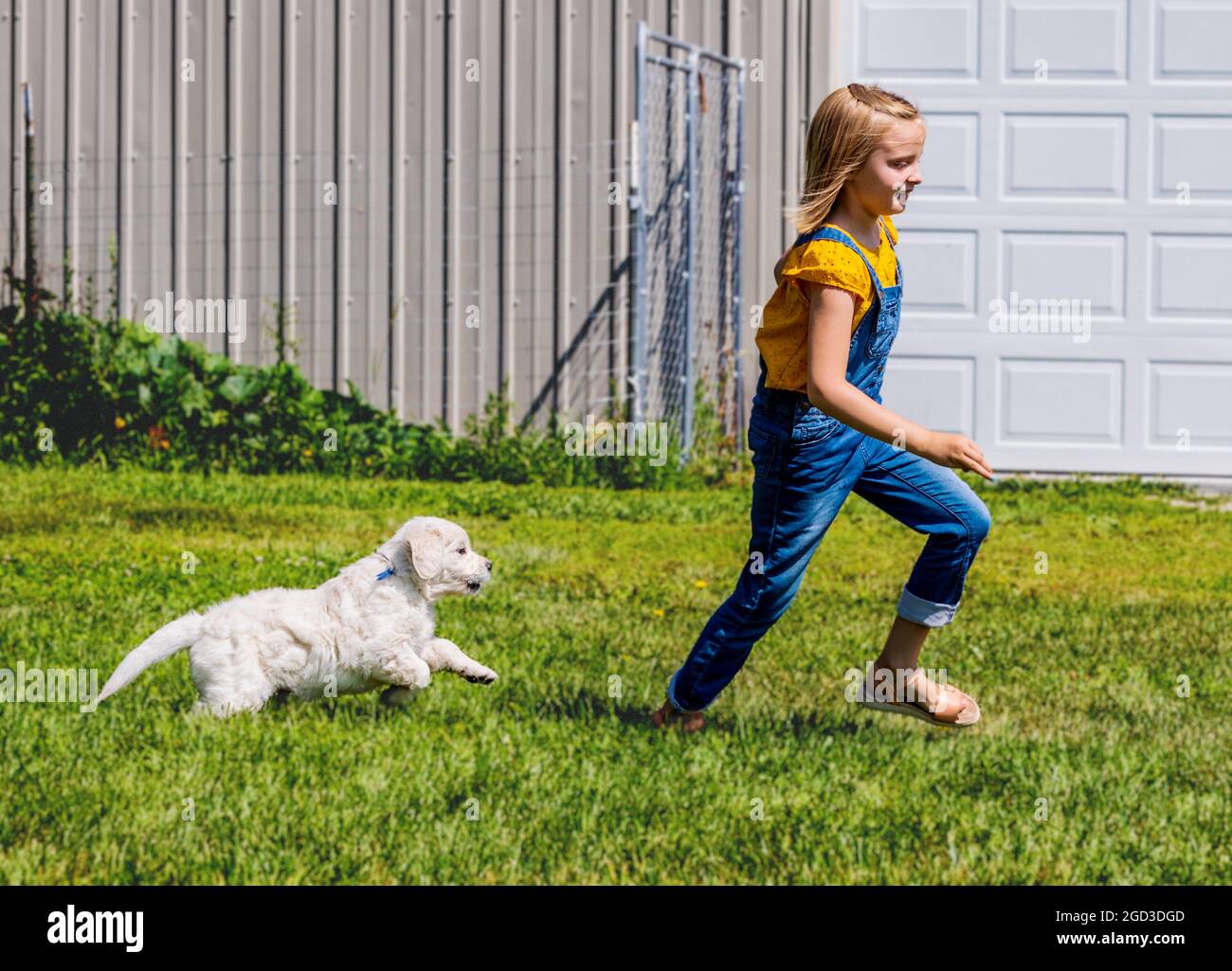 Giovane ragazza che gioca su erba con sei settimane di età Platinum, o Cream Coloured Golden Retriever cuccioli. Foto Stock