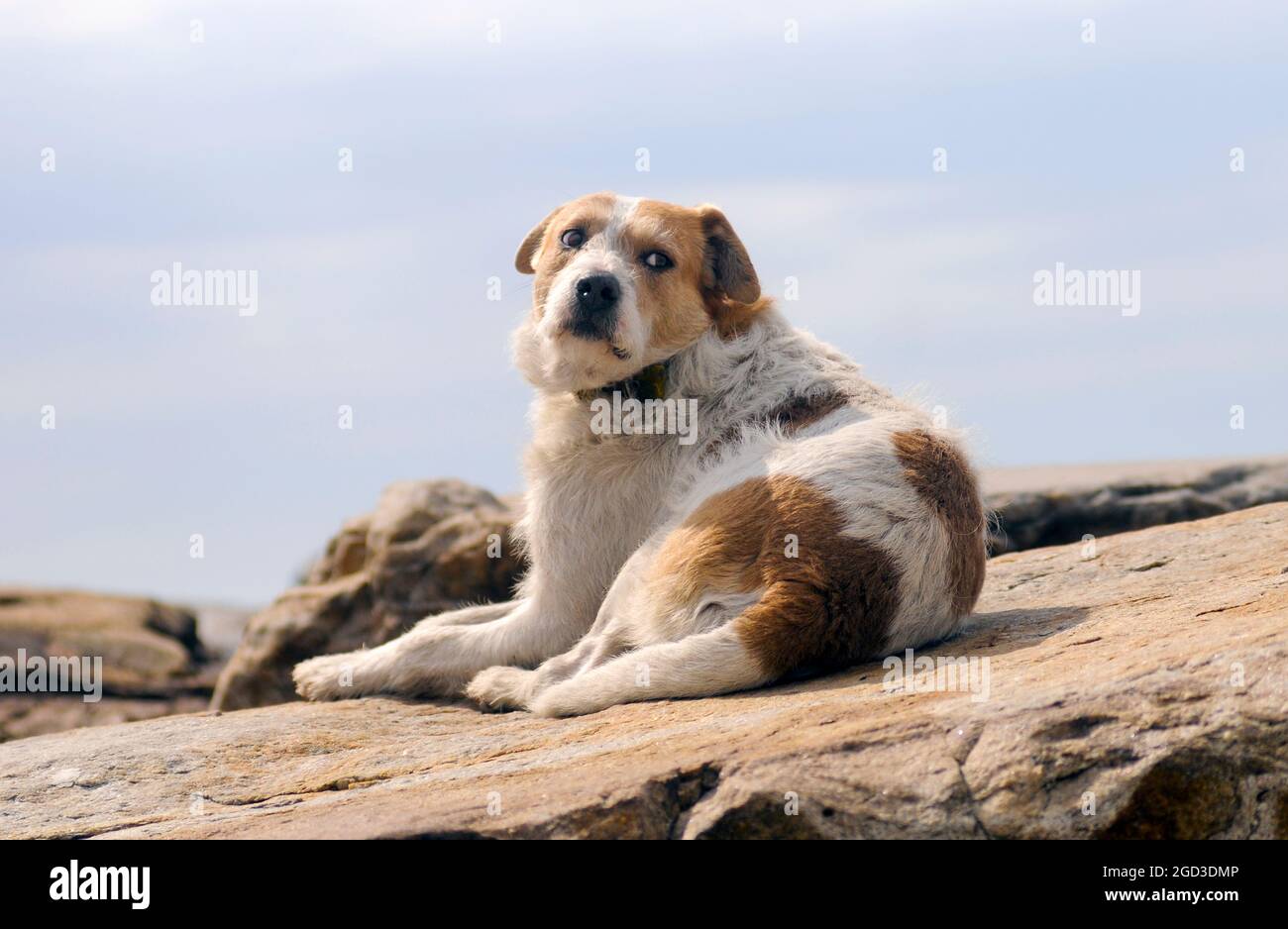 Un cane in un molo vicino al mare. Mar del Plata, Argentina Foto Stock
