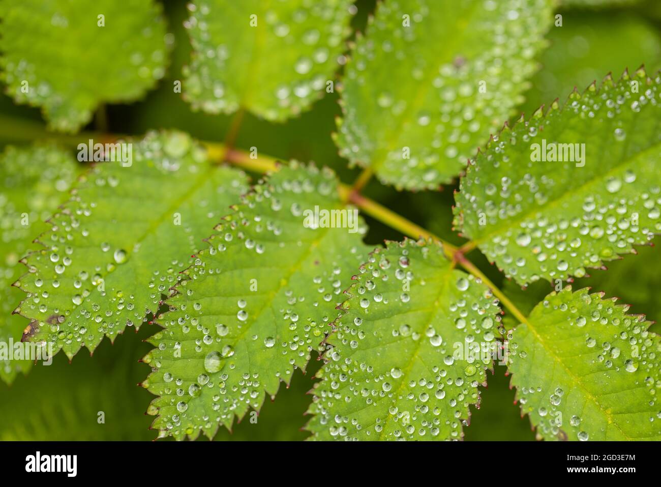 Foglie ricoperte di rugiada, con denti di sega nell'Alaska centro-meridionale. Foto Stock