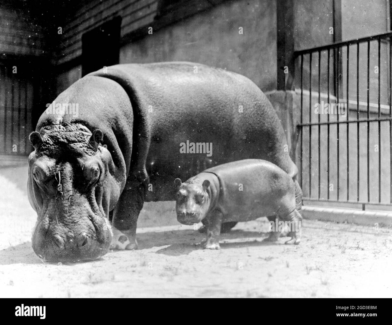 Un hippopotamus adulto e bambino al National Zoo, Washington, D.C. ca. 1909 Foto Stock