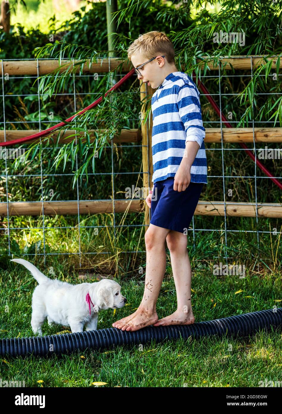 Ragazzo giovane che gioca sull'erba con sei settimane di platino, o Cream Coloured Golden Retriever cuccioli. Foto Stock