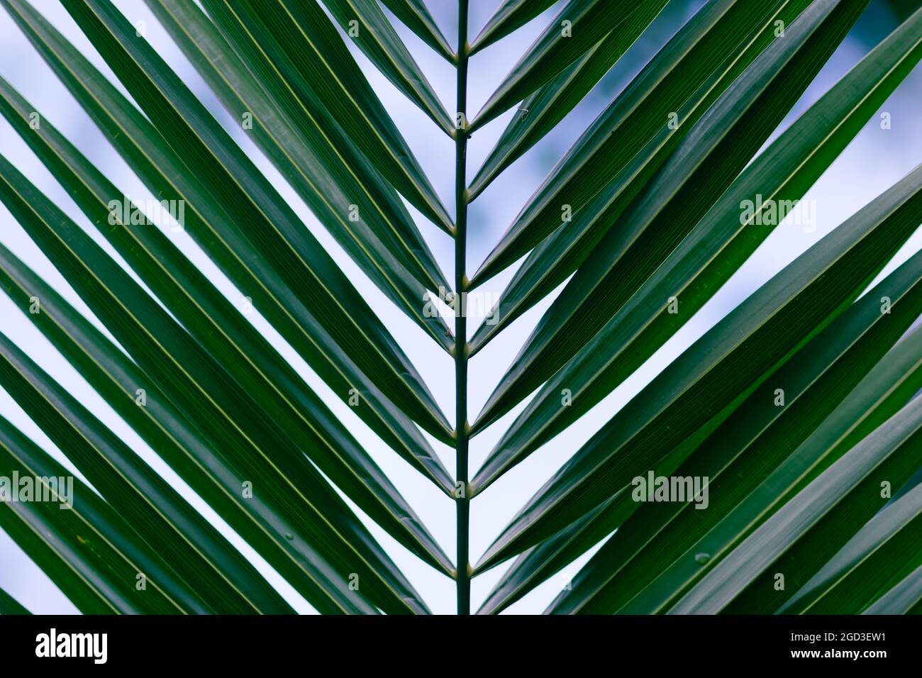 Texture verde di foglia di palma. Motivo floreale tropicale sfondo con spazio di copia per il testo Foto Stock