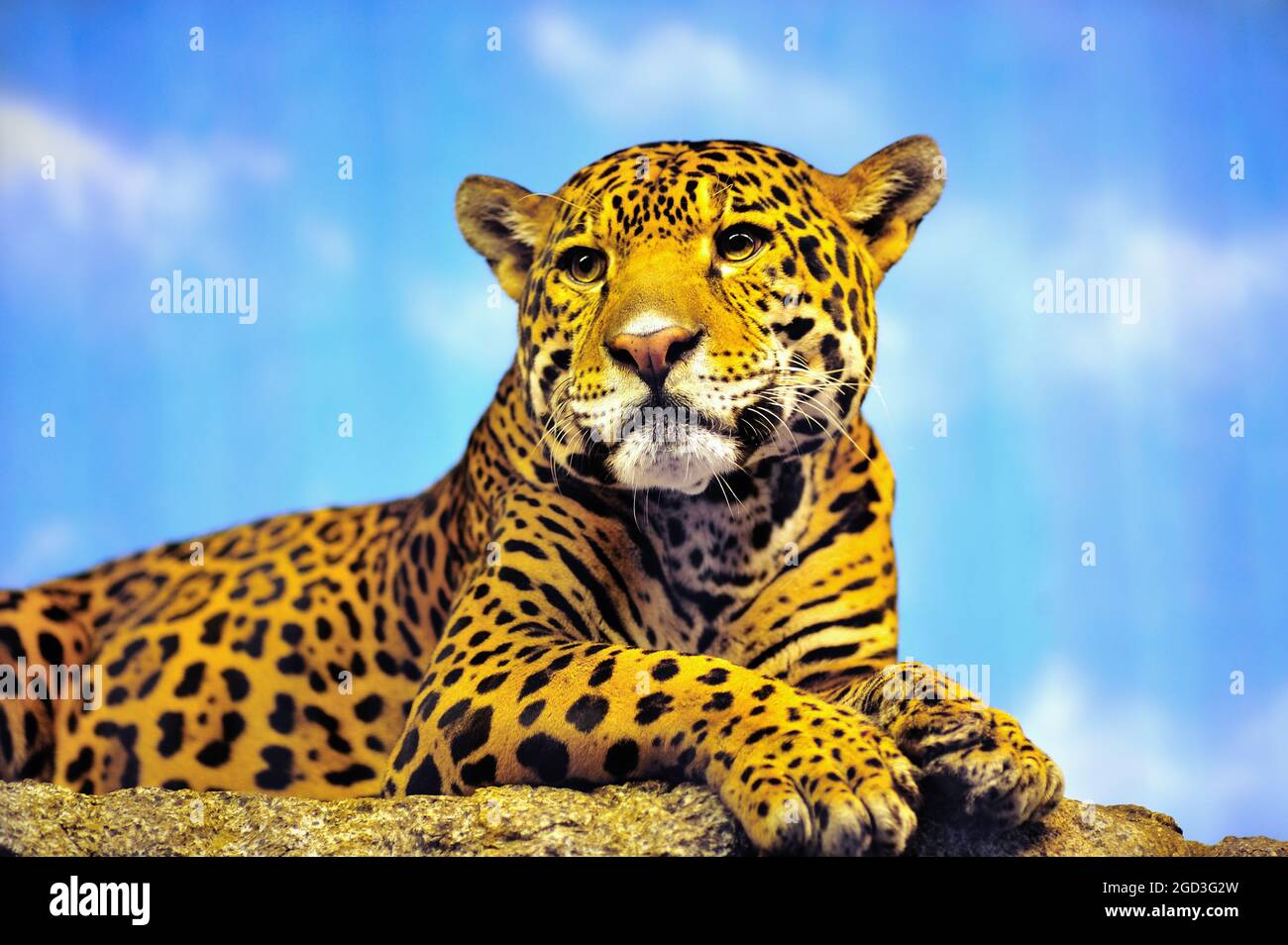 Chicago, Illinois, Stati Uniti. Guardando verso il basso da un'altura, una jaguar (panthera onca) offre uno sguardo tipicamente sereno simile a un gatto al Lincoln Park Zoo. Foto Stock Chicago, Illinois, Stati Uniti. Guardando verso il basso da un'altura, una jaguar (panthera onca) offre uno sguardo tipicamente sereno simile a un gatto al Lincoln Park Zoo. Foto Stock