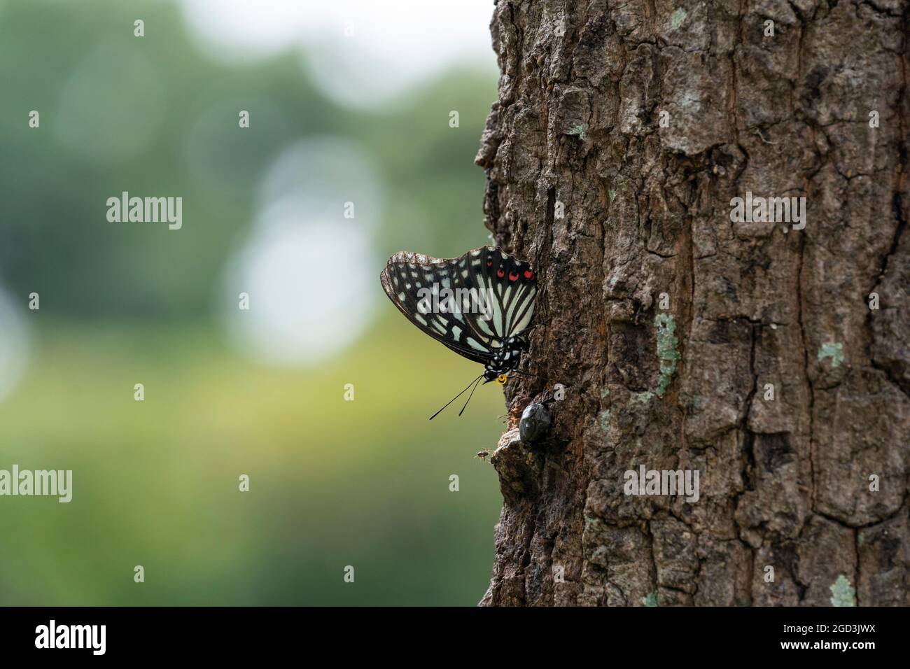 Gonna ad anello rossa（Hestina assimilis）, Isehara City, Prefettura di Kanagawa, Giappone. Questa farfalla è una specie aliena invasiva in Giappone. Foto Stock