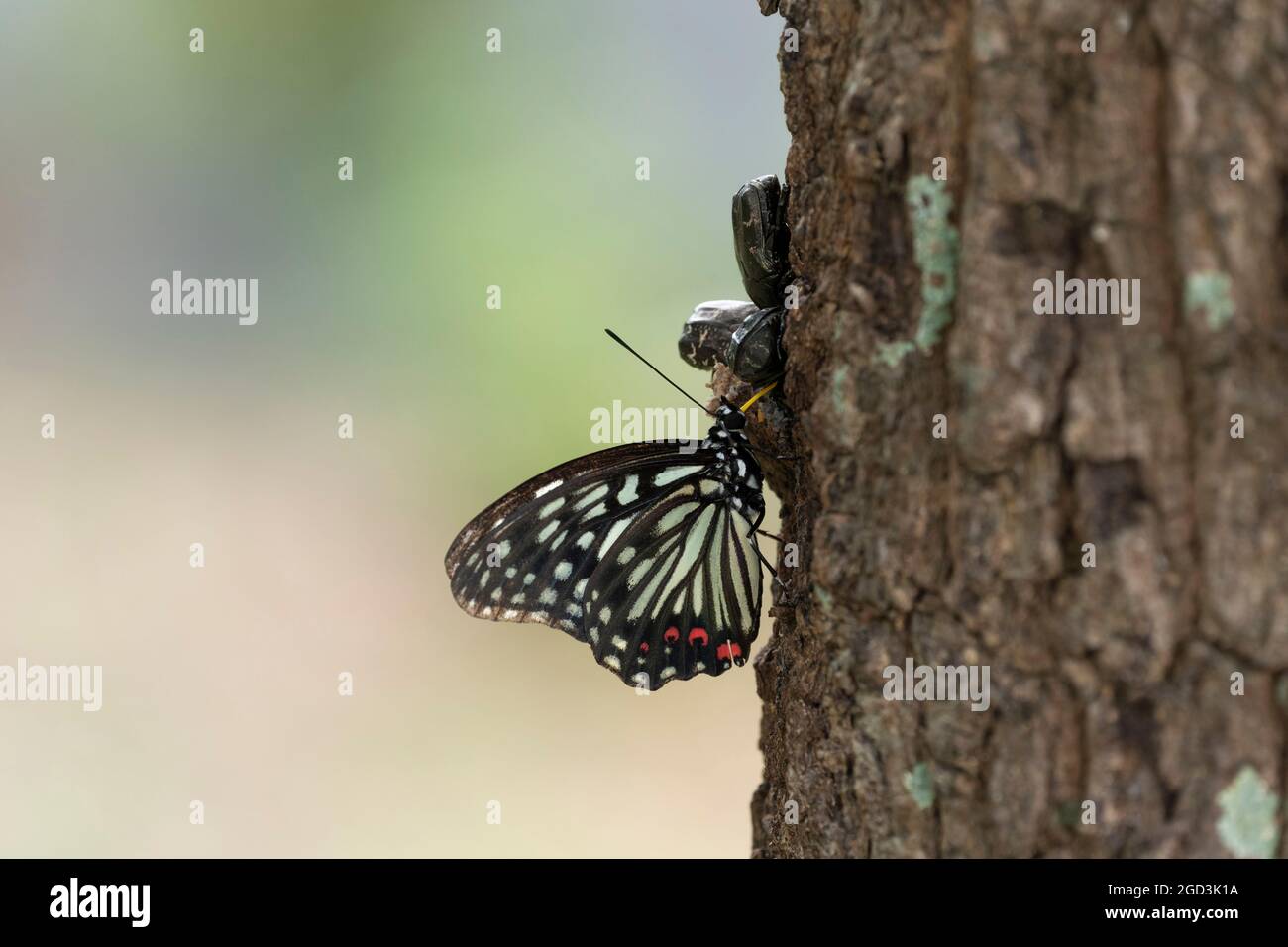 Gonna ad anello rossa（Hestina assimilis）, Isehara City, Prefettura di Kanagawa, Giappone. Questa farfalla è una specie aliena invasiva in Giappone. Foto Stock