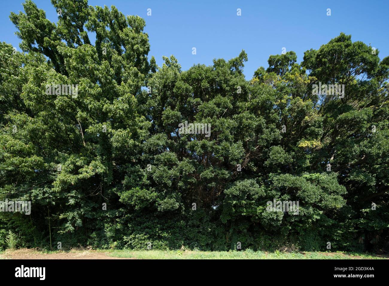 Estate foglie verdi profonde, Isehara Città, Prefettura di Kanagawa, Giappone Foto Stock