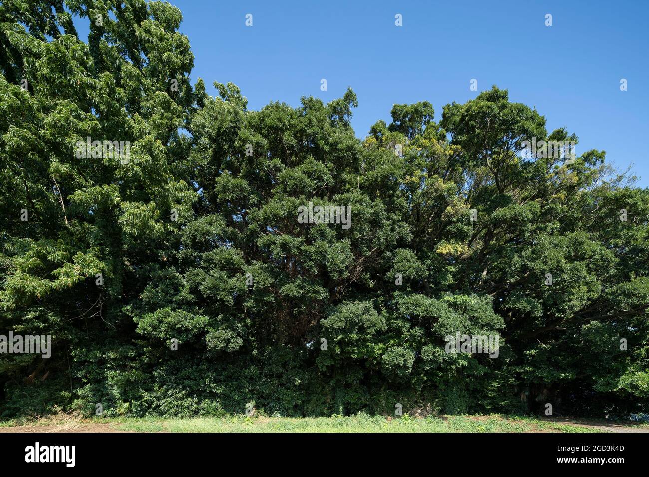 Estate foglie verdi profonde, Isehara Città, Prefettura di Kanagawa, Giappone Foto Stock