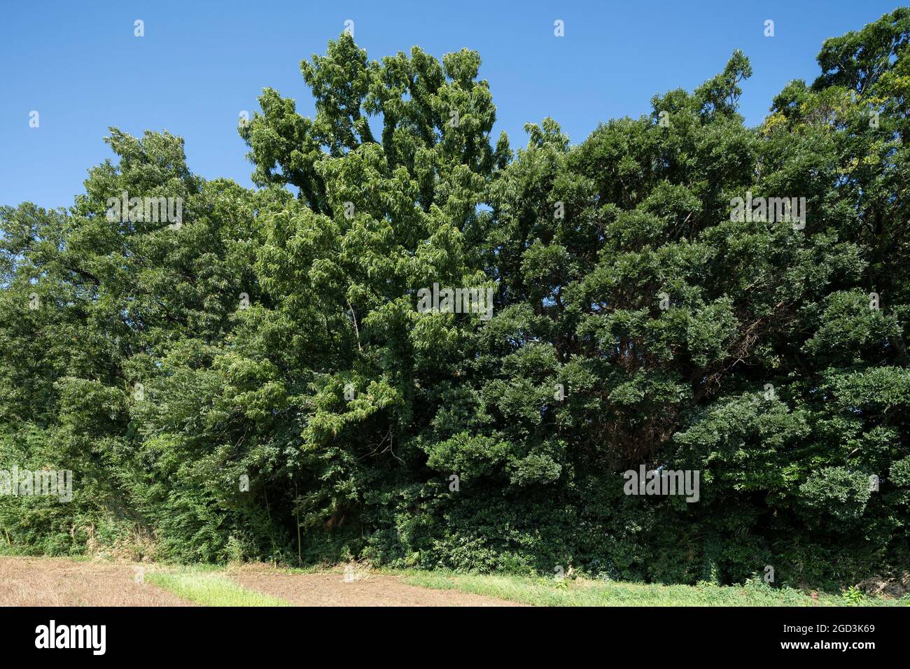 Estate foglie verdi profonde, Isehara Città, Prefettura di Kanagawa, Giappone Foto Stock
