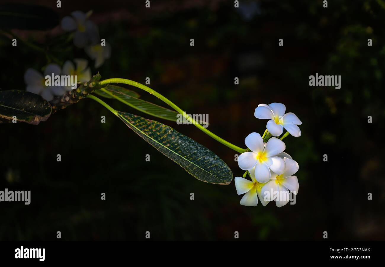 Frangipani al mattino Foto Stock