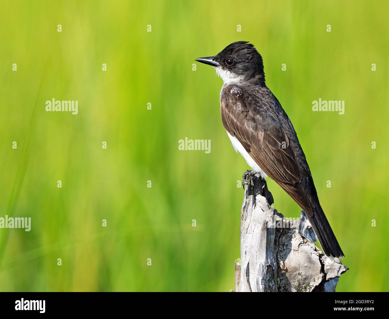 East Kingbird in piedi su un albero morto Foto Stock