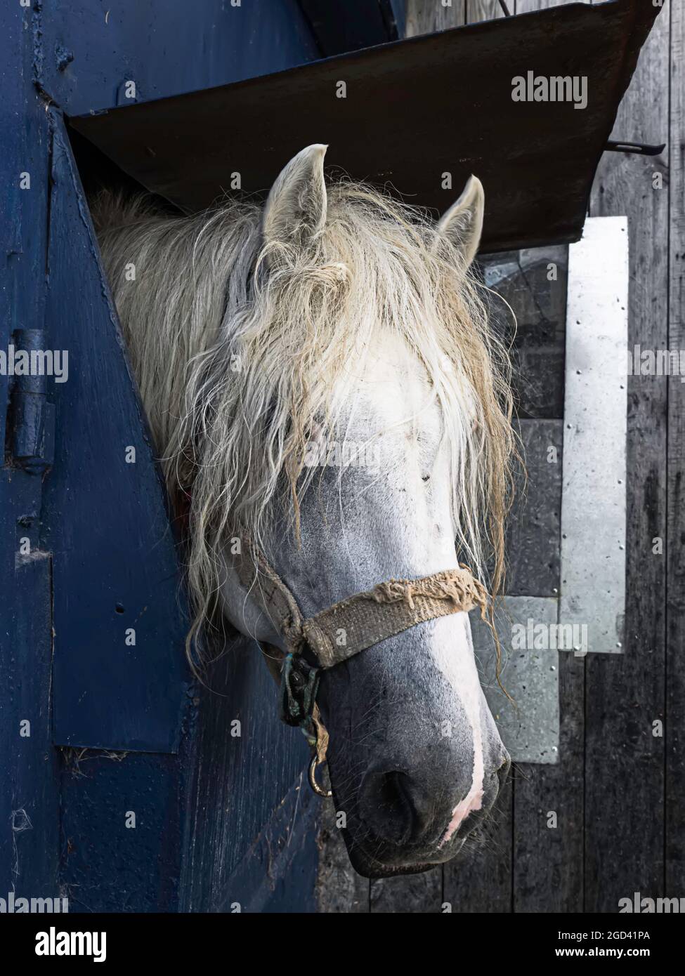 Cavallo bianco nella stalla. Cavallo in stabile guardando fuori. Messa a fuoco selettiva Foto Stock