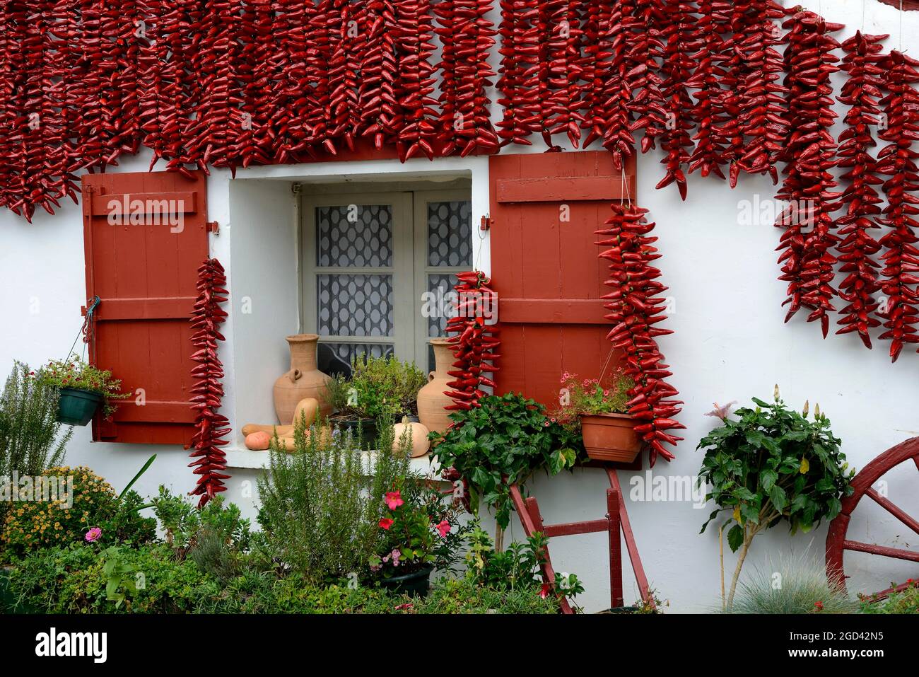 Pirene atlantiche immagini e fotografie stock ad alta risoluzione Alamy