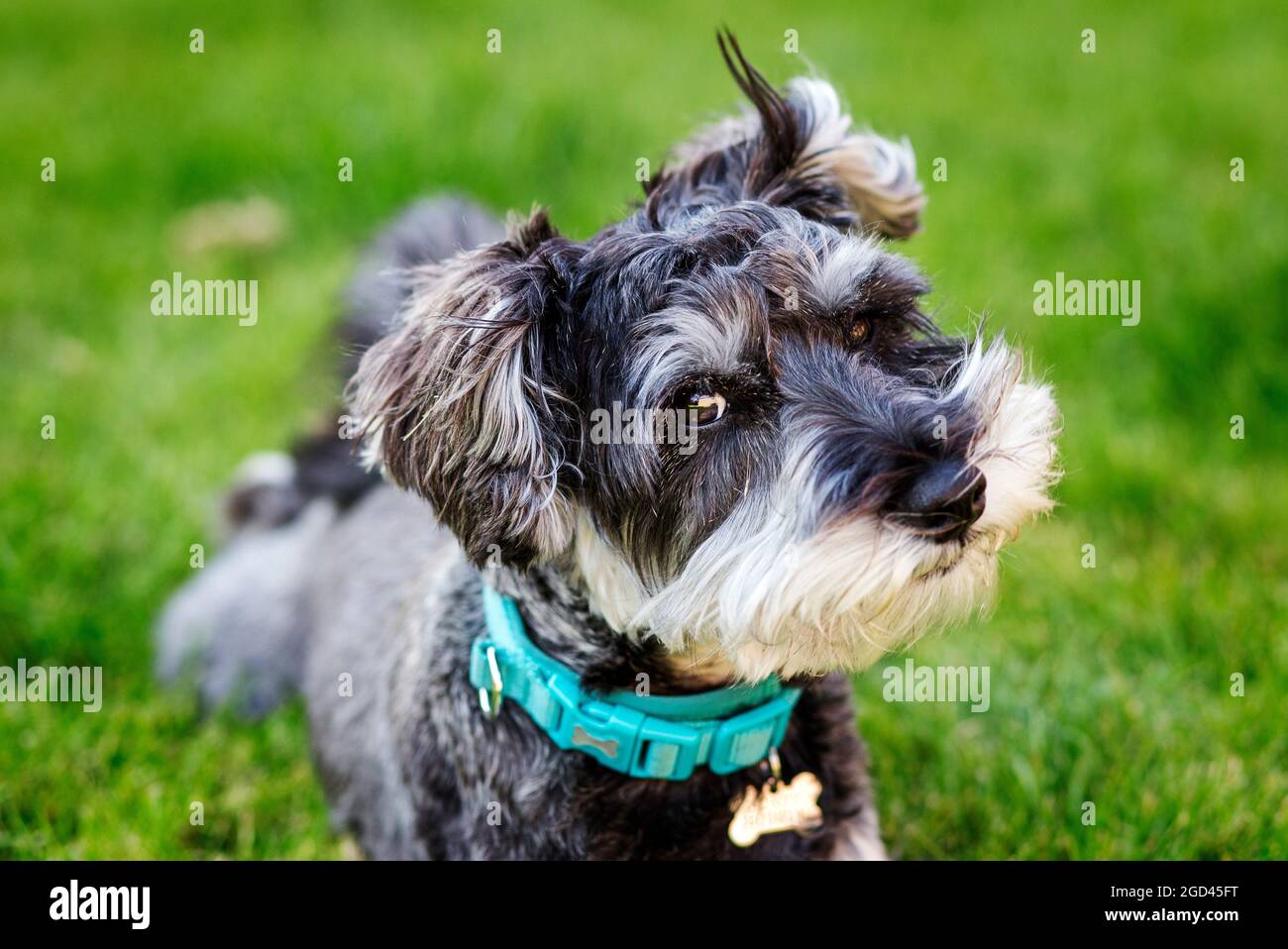 Ritratto di mini schnauzer stravagante Foto Stock