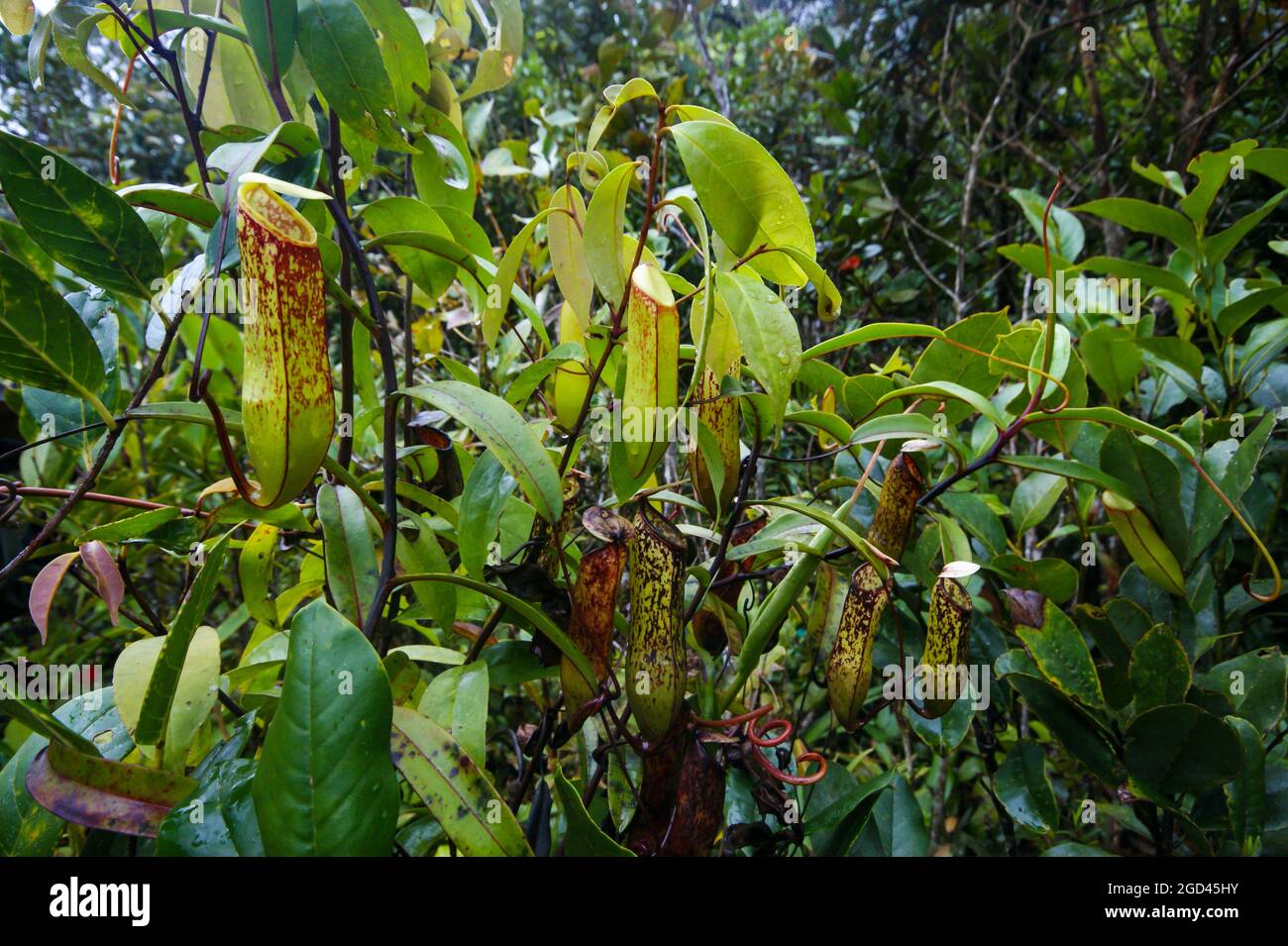 Pianta carnivora di carce (Nepenthes muluensis), Sarawak, Borneo Foto Stock
