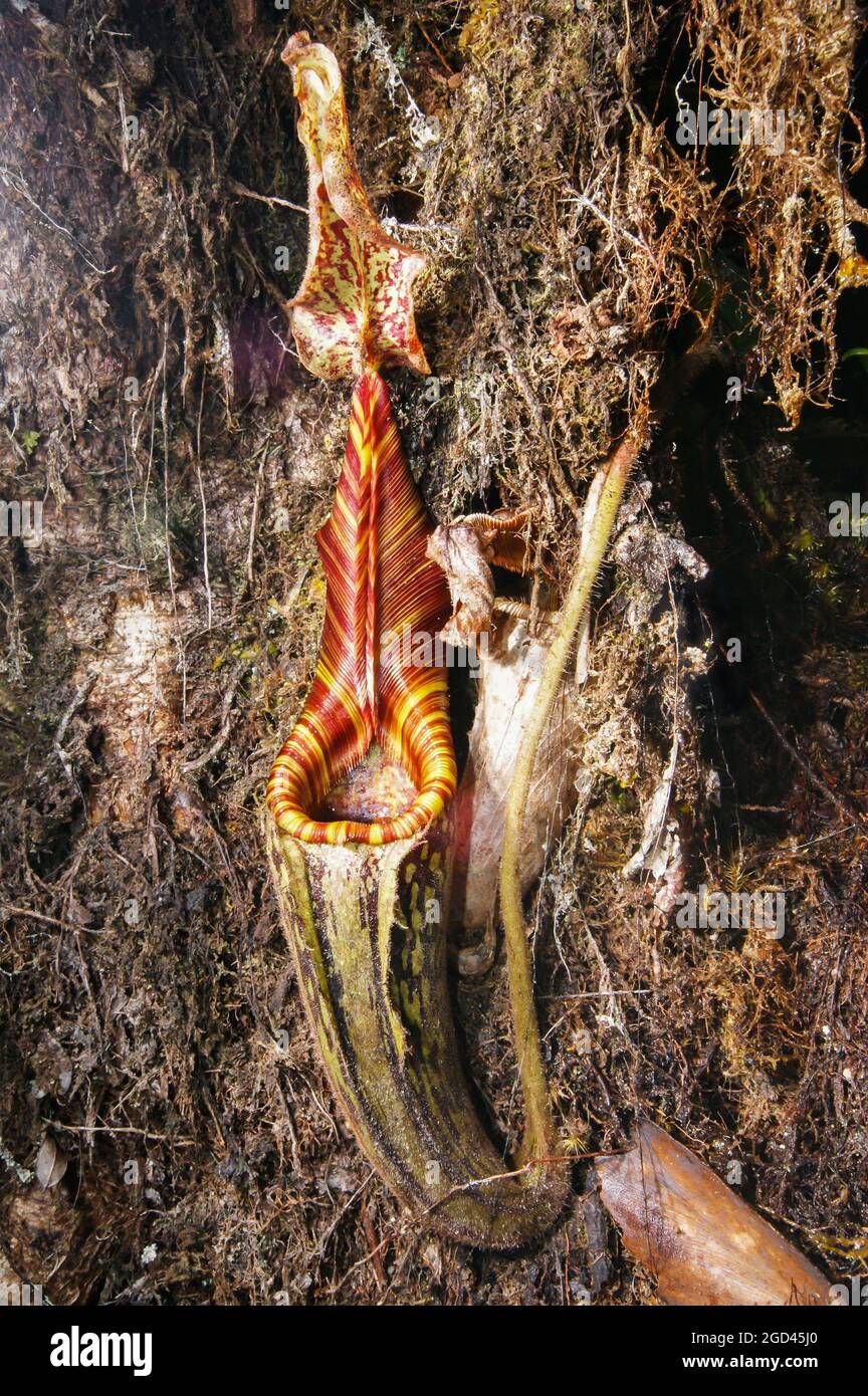 Brocca di nepenthes mollis, pianta carnivora di carpice, Sarawak, Borneo Foto Stock